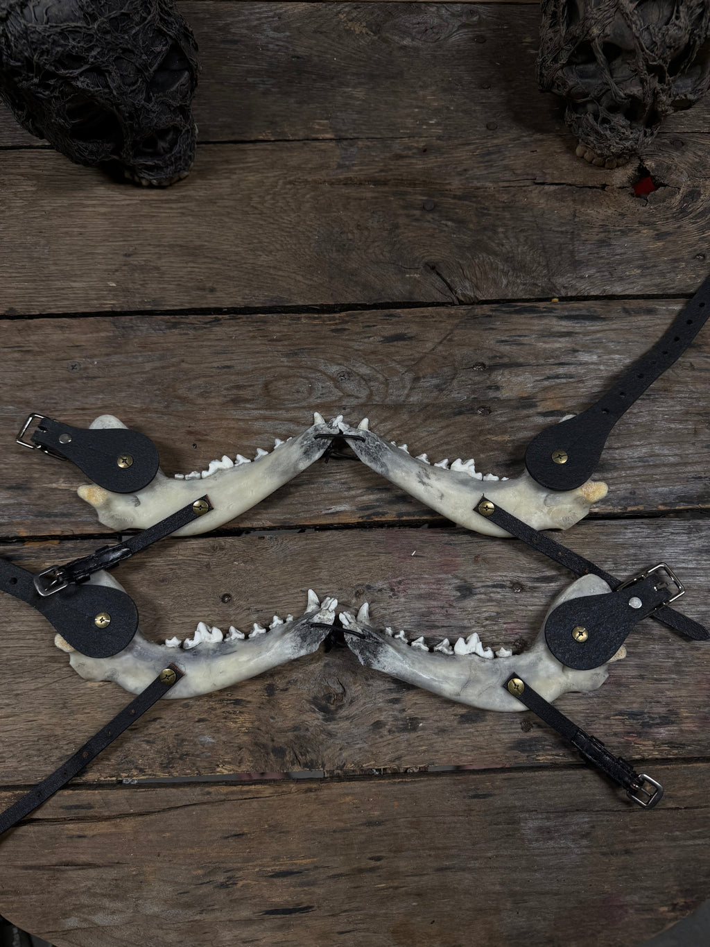 Larger Coyote Jawbone Spurs Pair