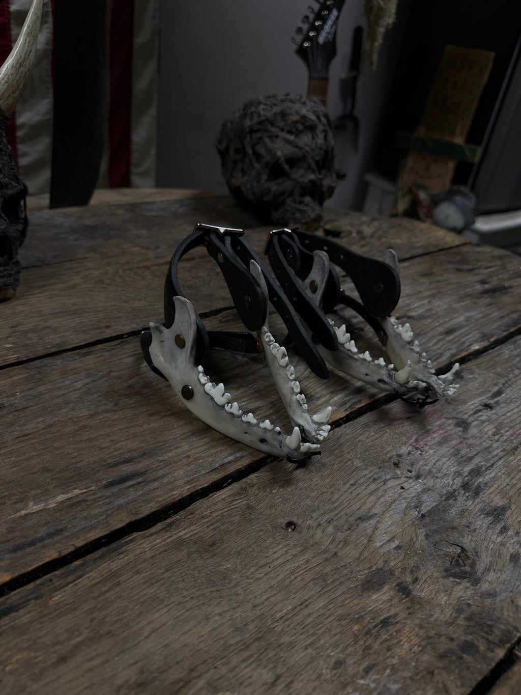 Smaller Coyote Jawbone Spurs Pair