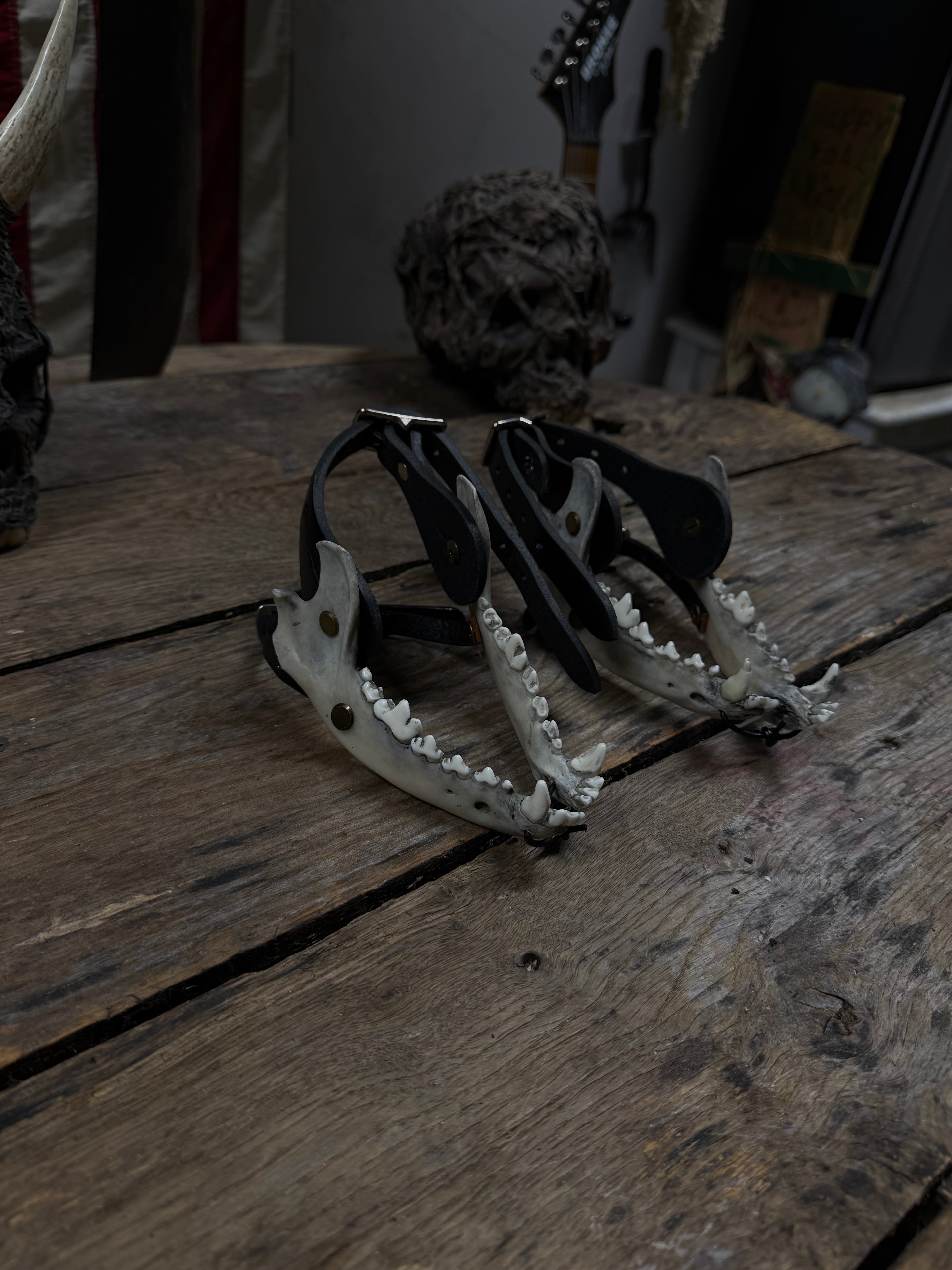 Smaller Coyote Jawbone Spurs Pair