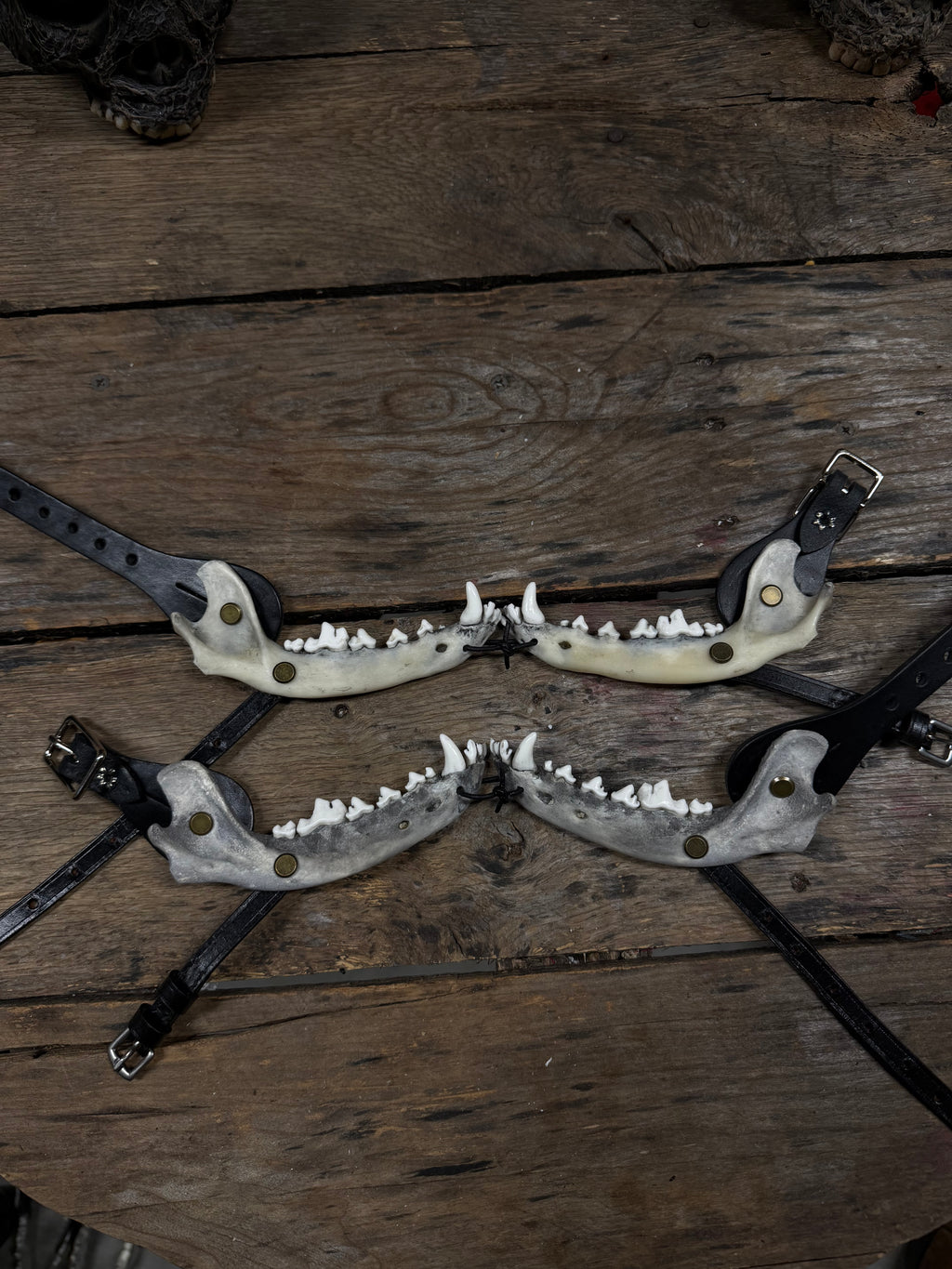 Medium Coyote Jawbone Spurs Pair