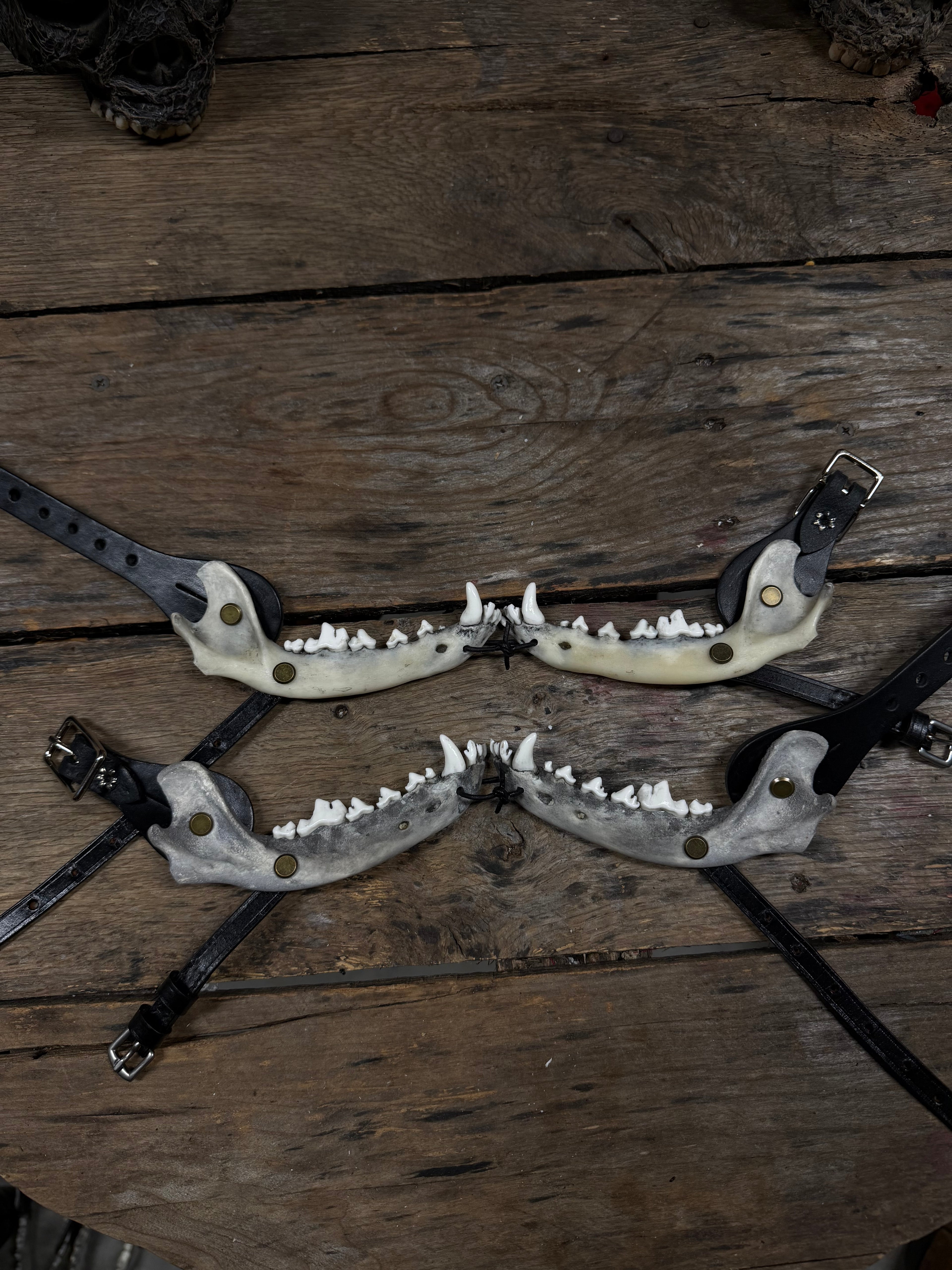 Medium Coyote Jawbone Spurs Pair