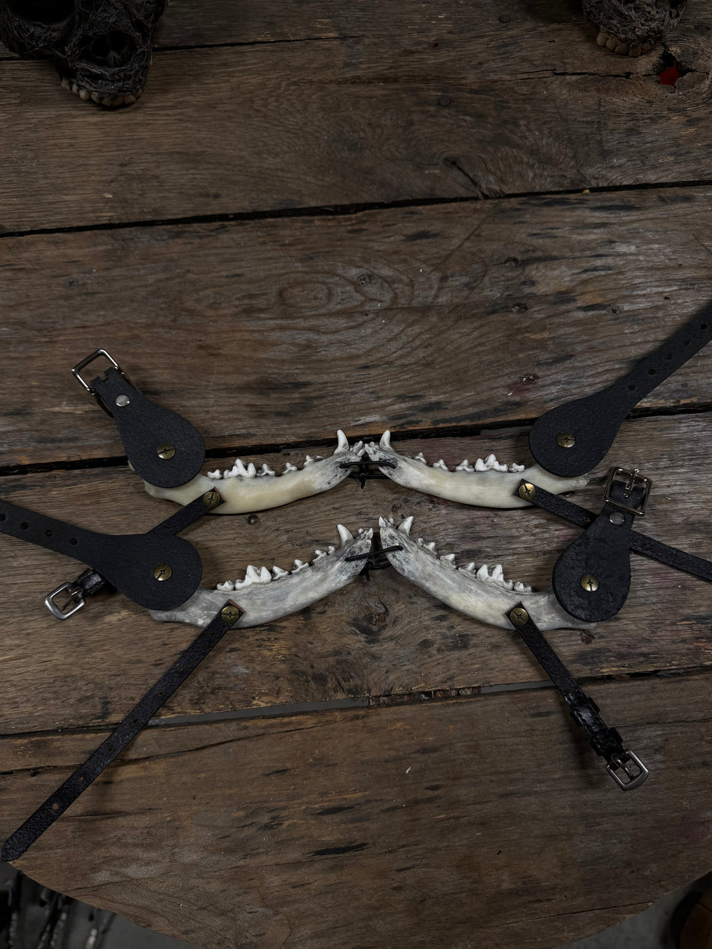 Medium Coyote Jawbone Spurs Pair