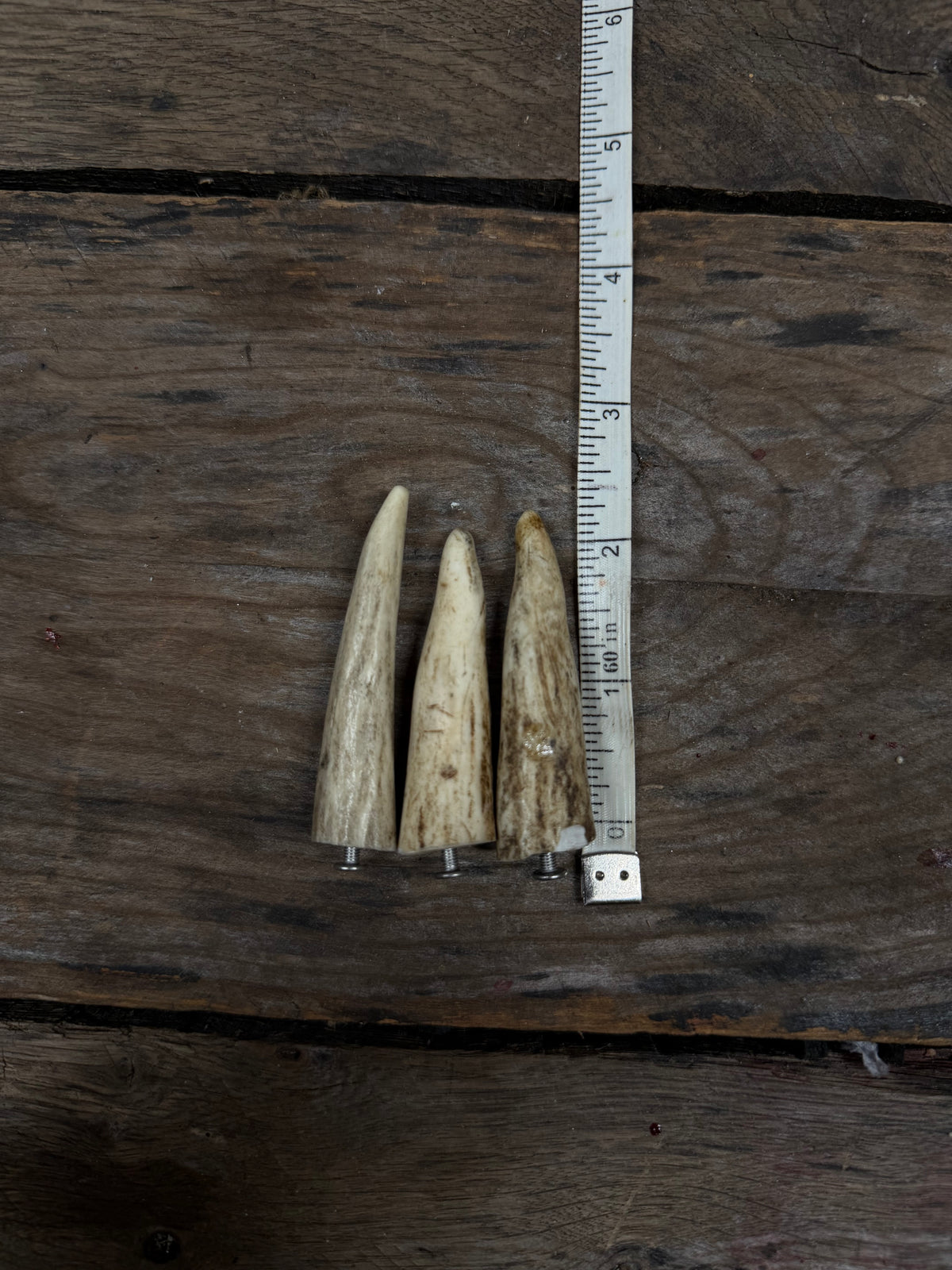 Deer Antler Studs