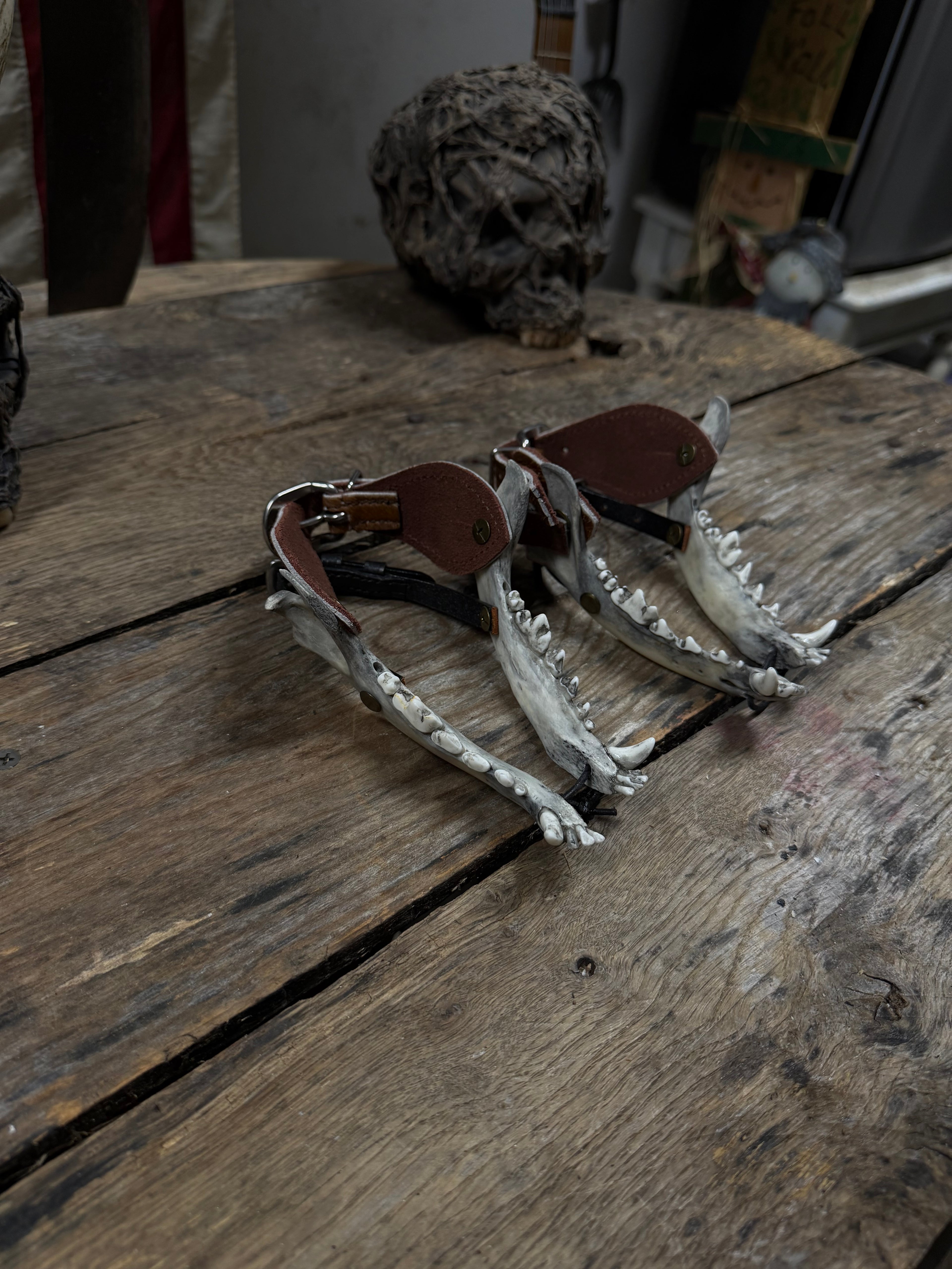 Smaller Coyote Jawbone Spurs Pair