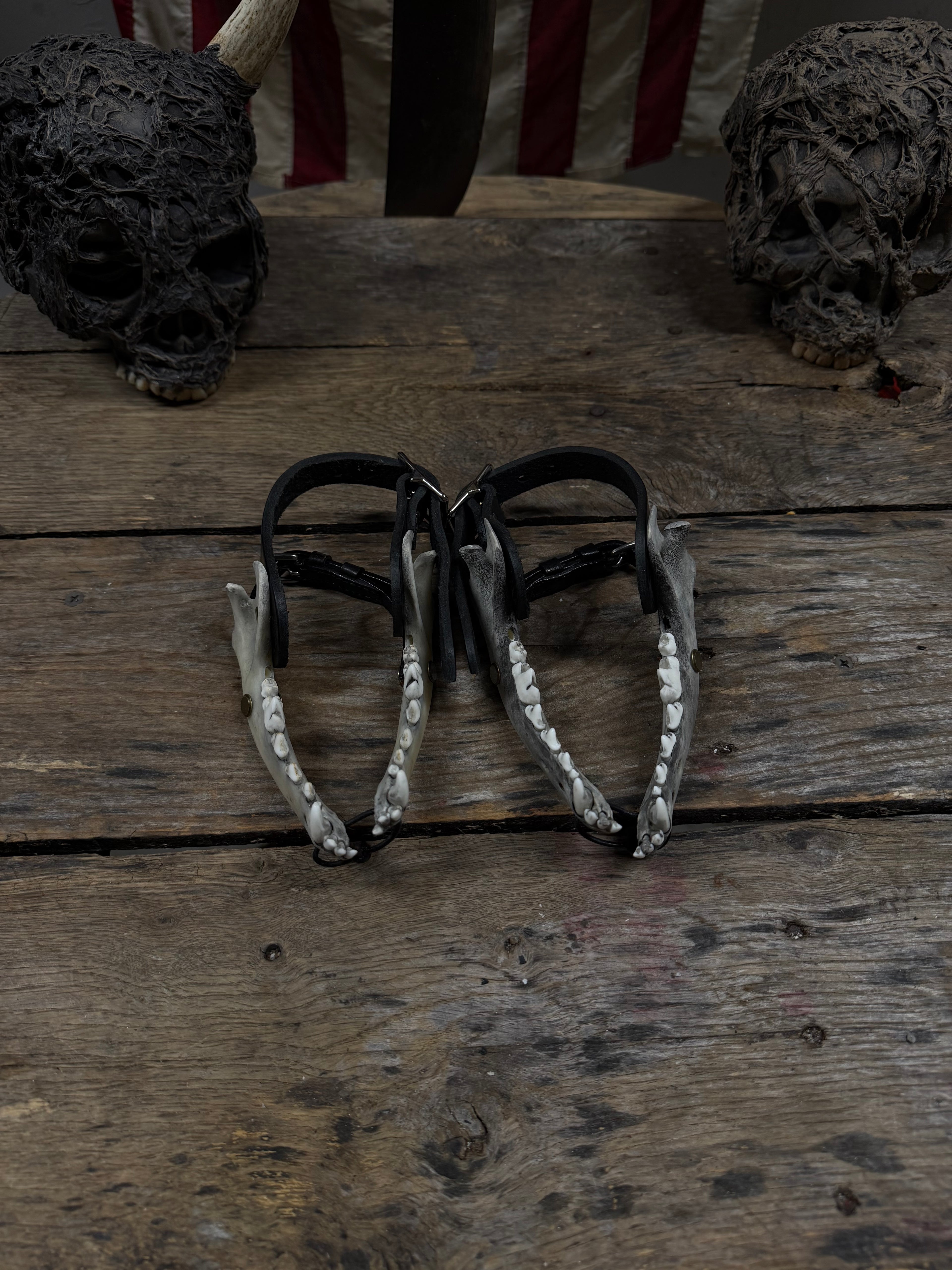 Medium Coyote Jawbone Spurs Pair