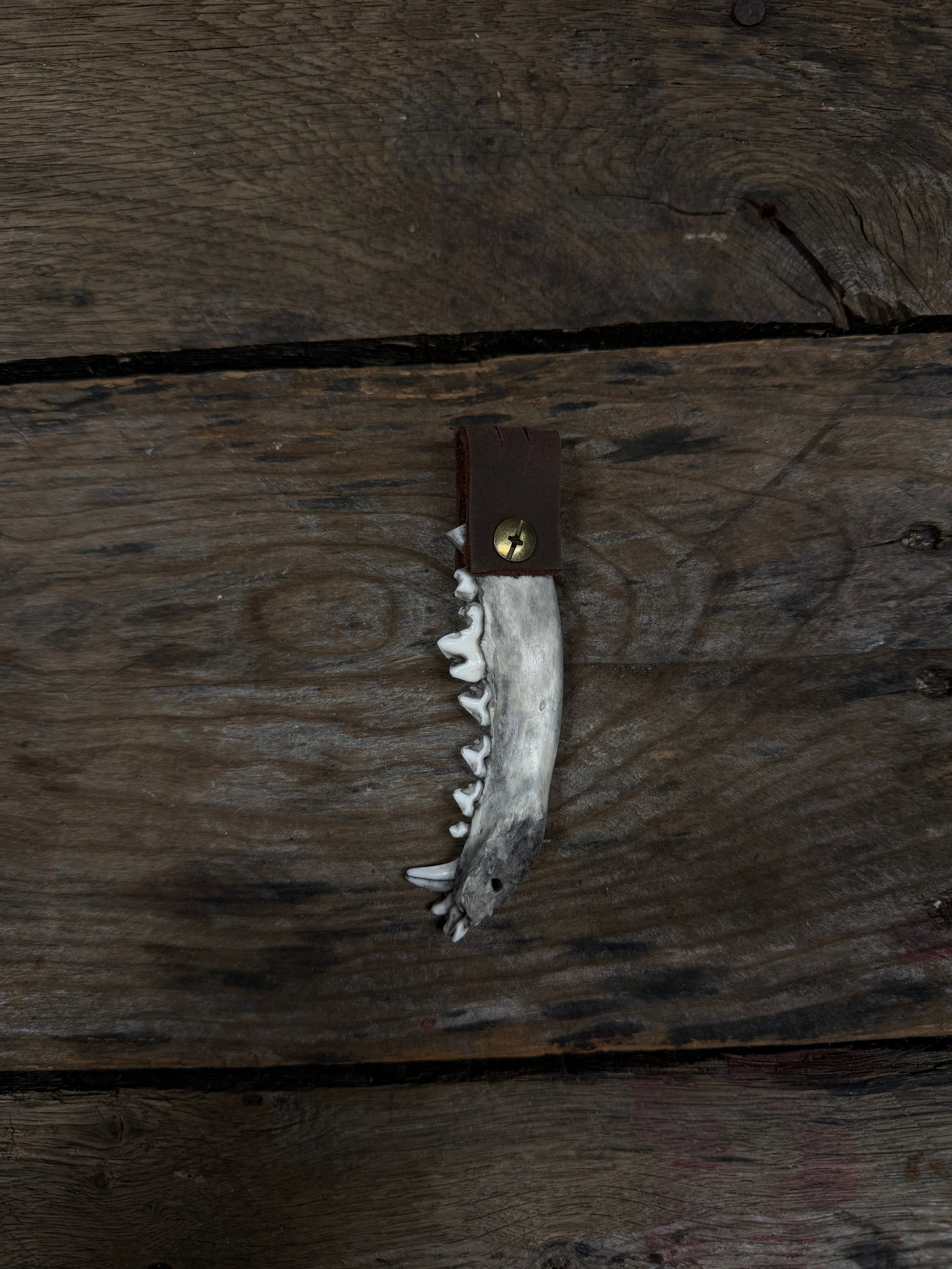 Coyote Jawbone keychain