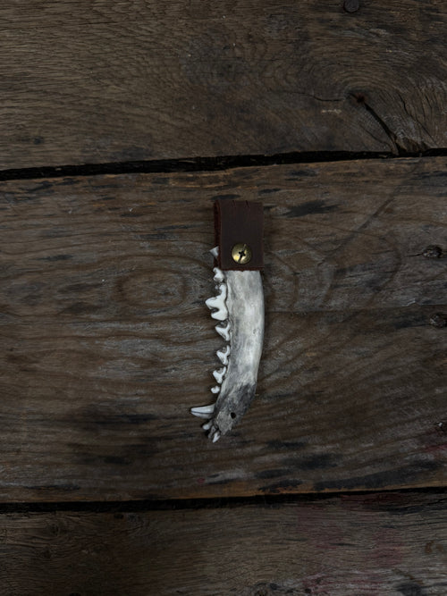 Coyote Jawbone keychain