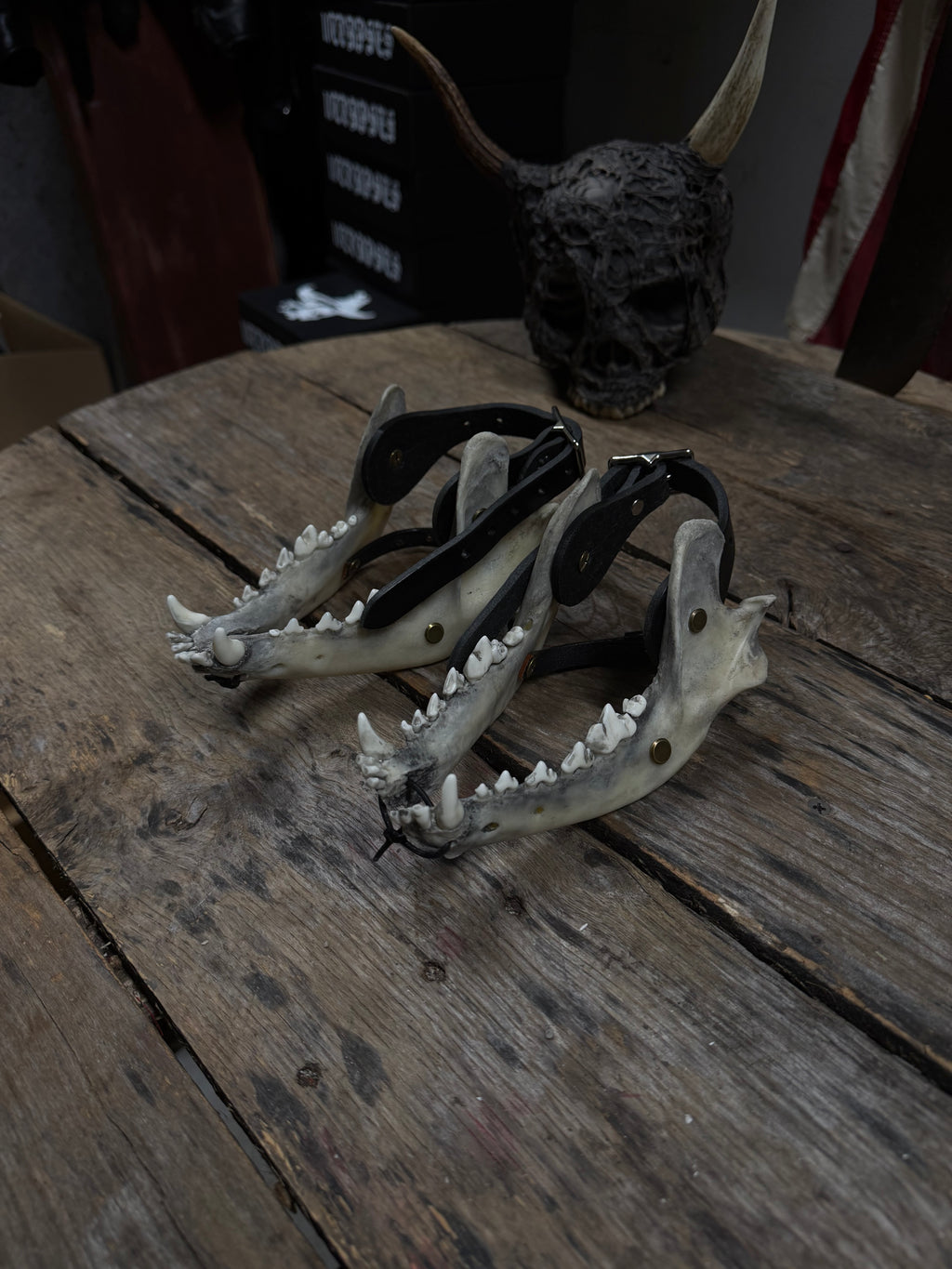 Larger Coyote Jawbone Spurs Pair