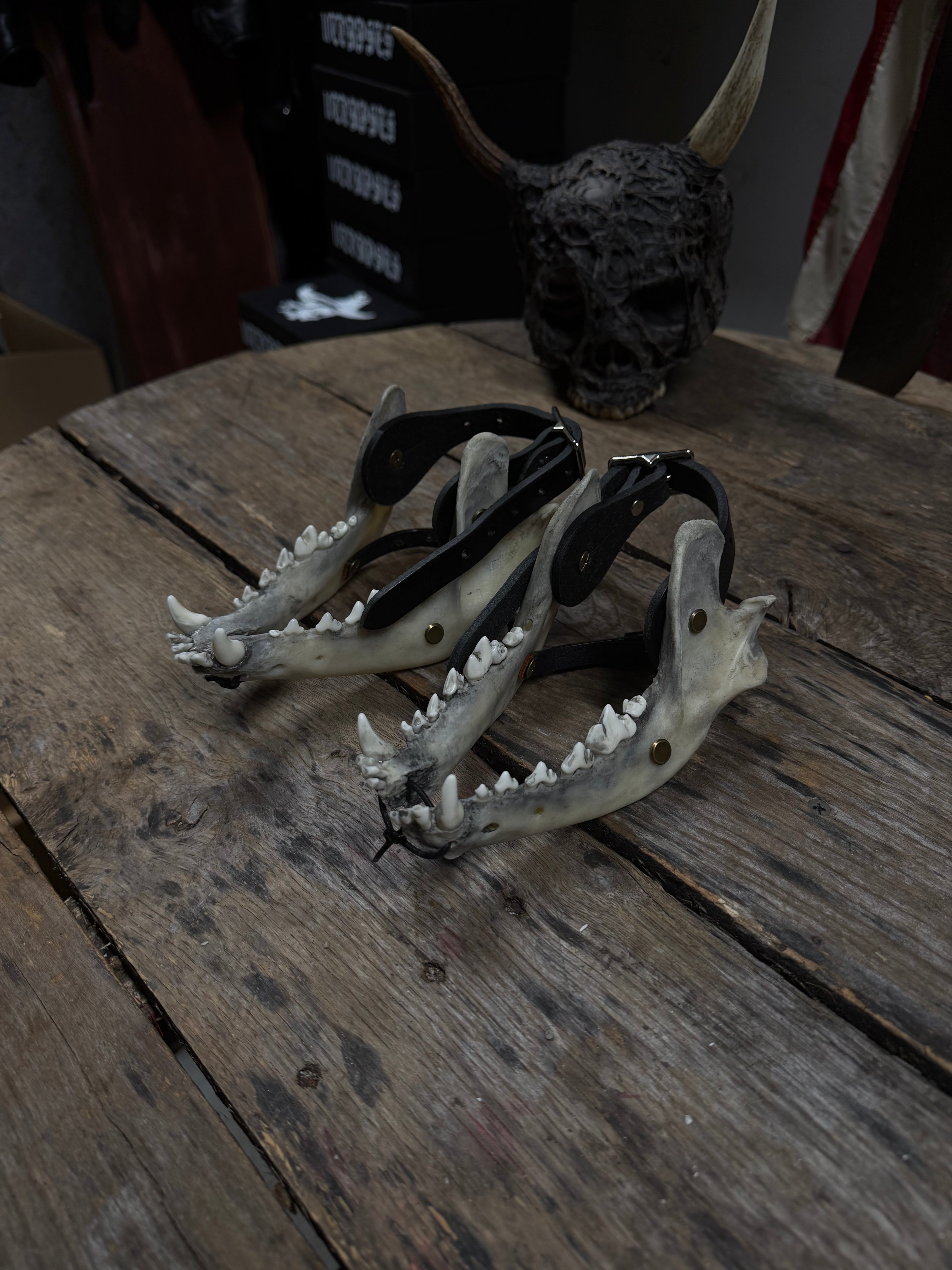 Larger Coyote Jawbone Spurs Pair