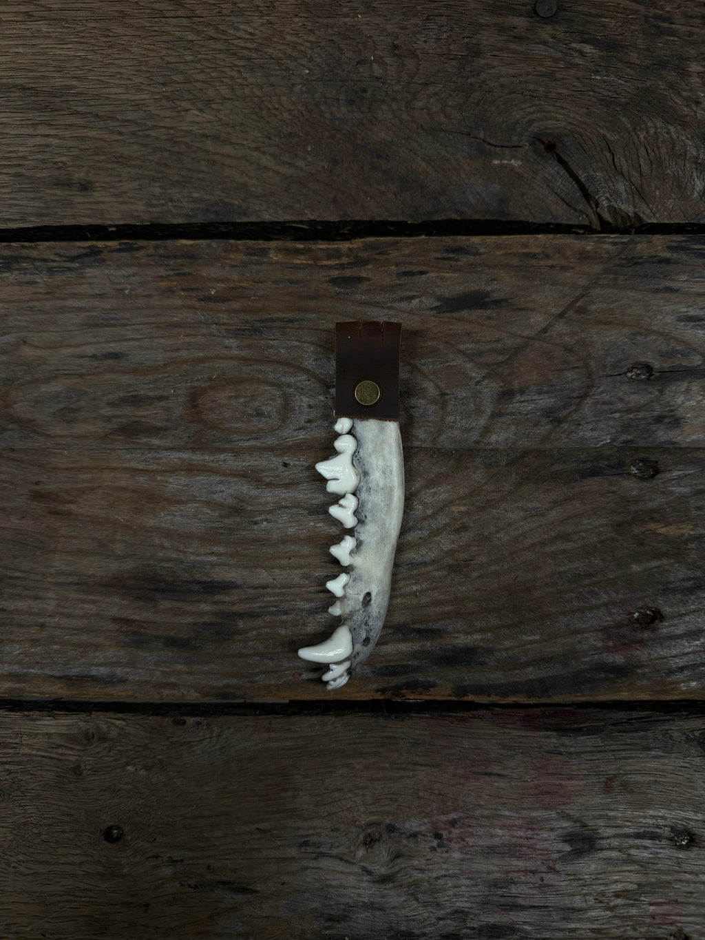 Coyote Jawbone Keychain