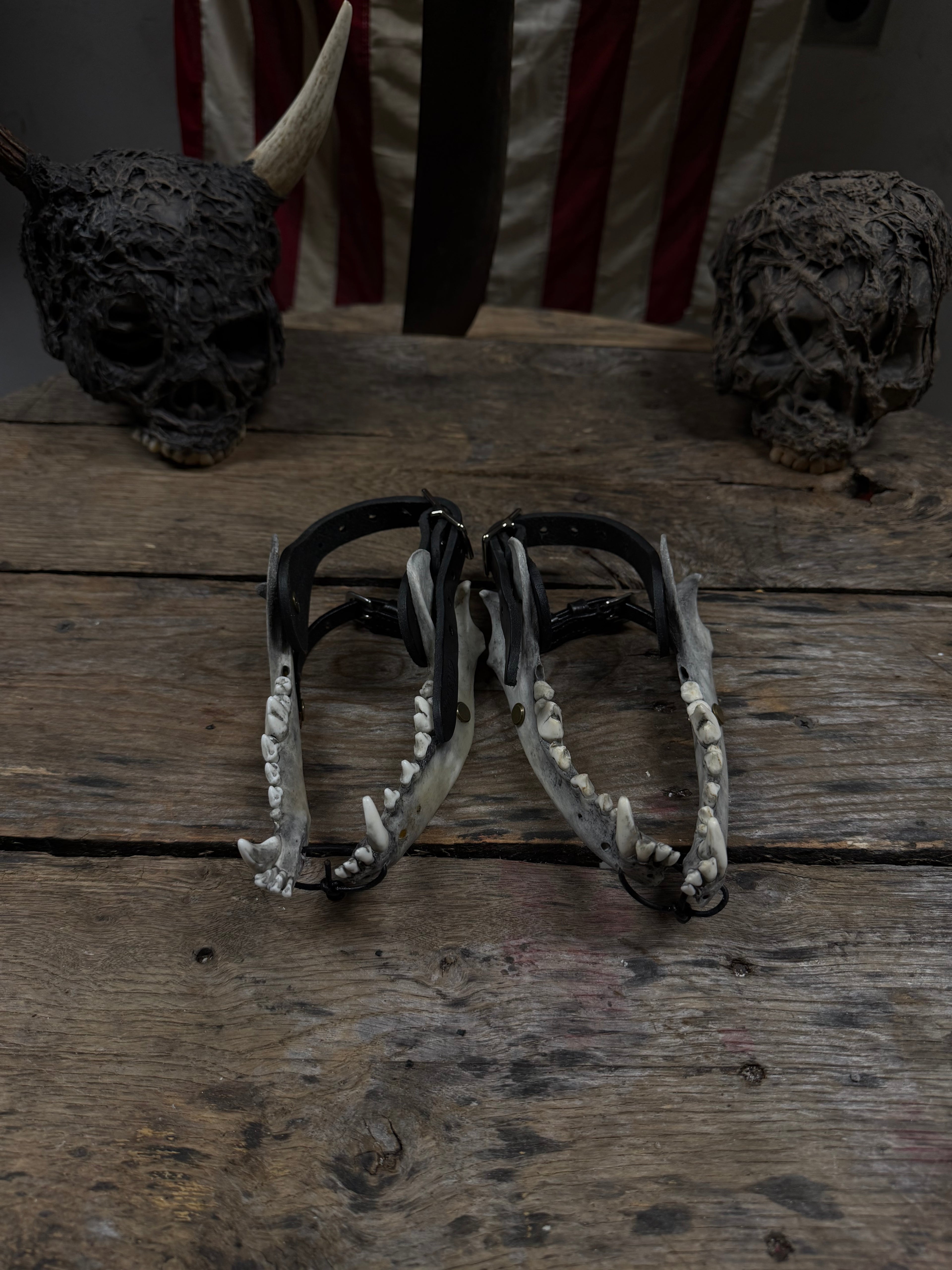 Larger Coyote Jawbone Spurs Pair
