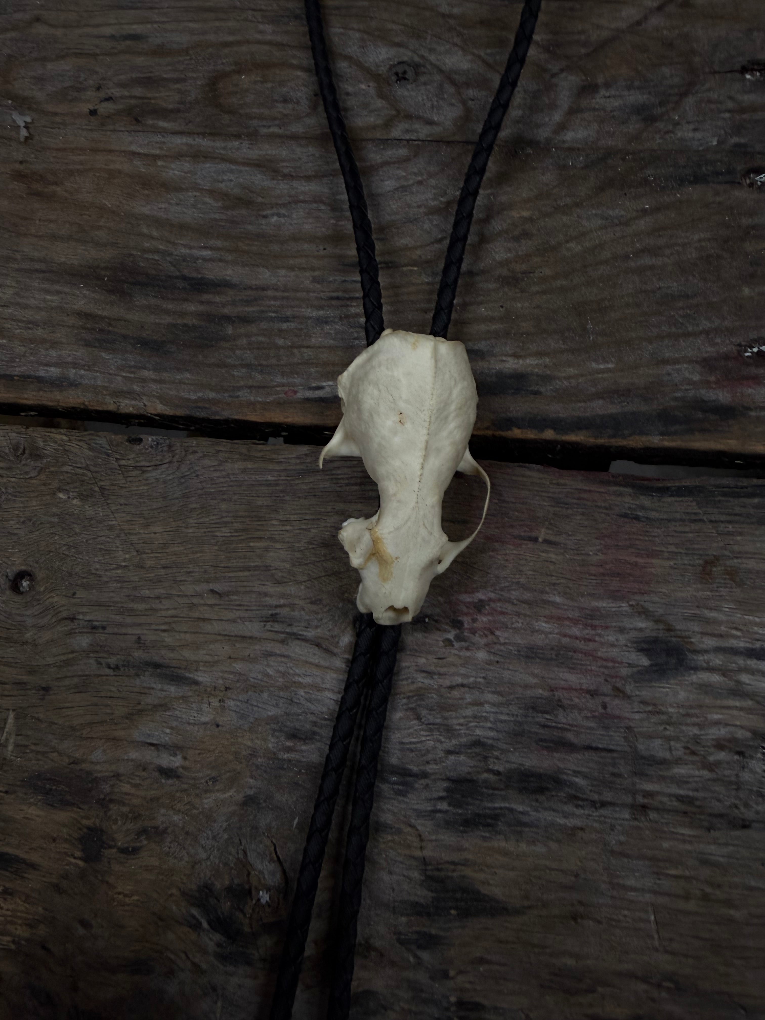 Mink skull bolo tie