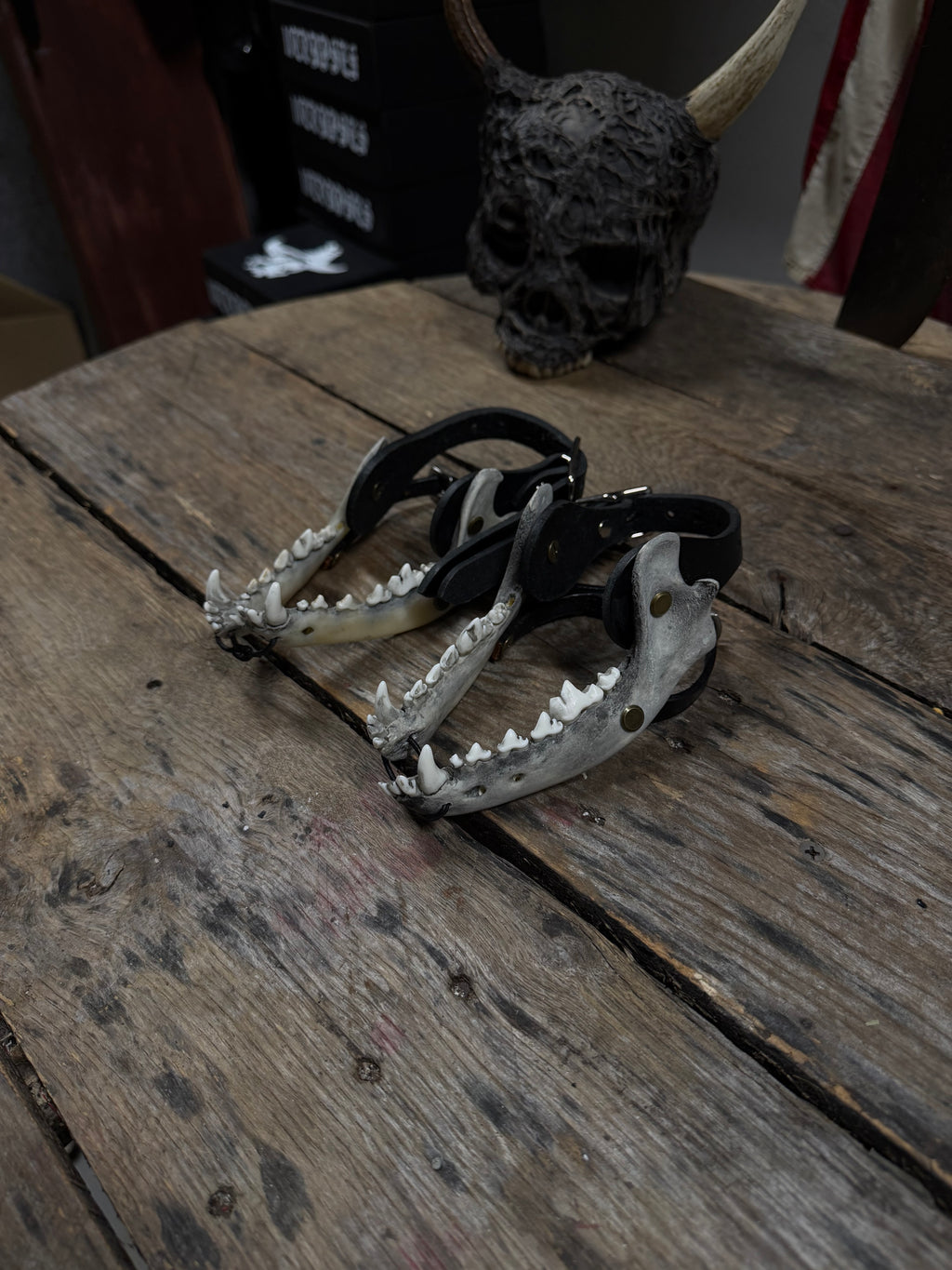 Medium Coyote Jawbone Spurs Pair