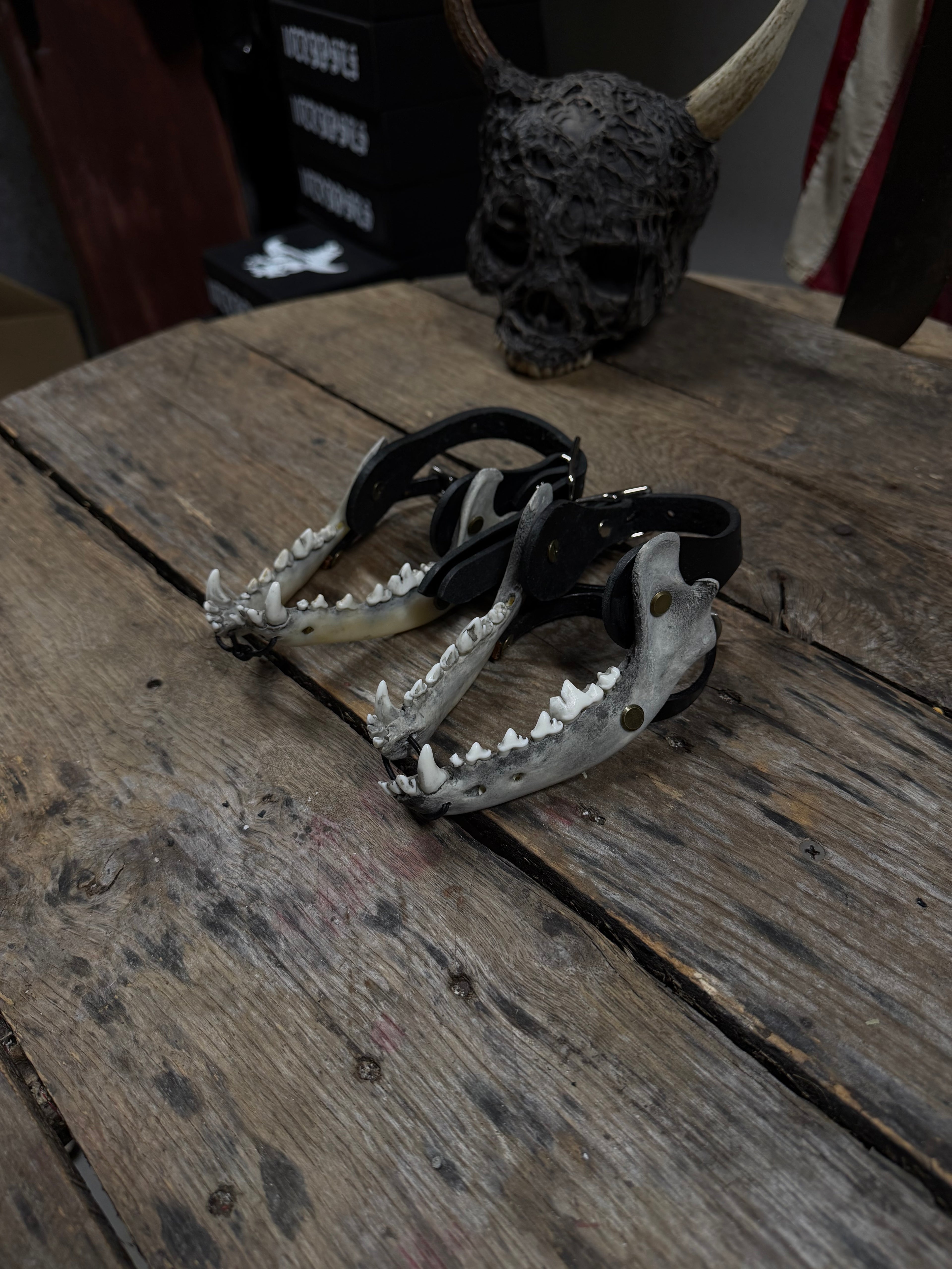 Medium Coyote Jawbone Spurs Pair