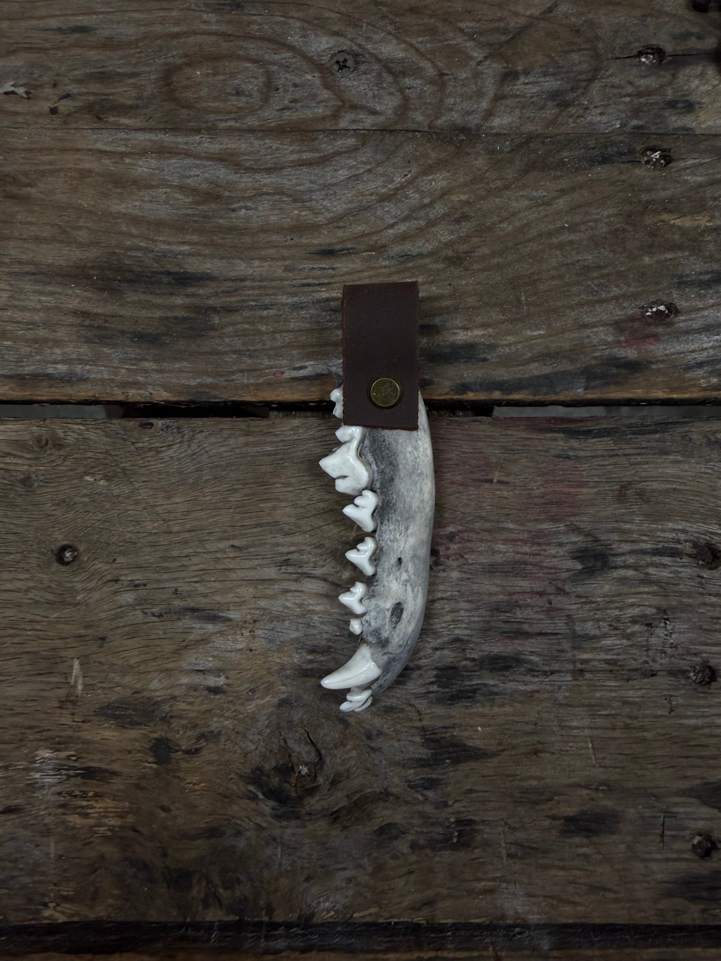 Coyote Jawbone keychain