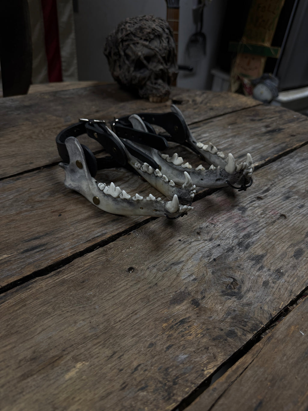 Larger Coyote Jawbone Spurs Pair