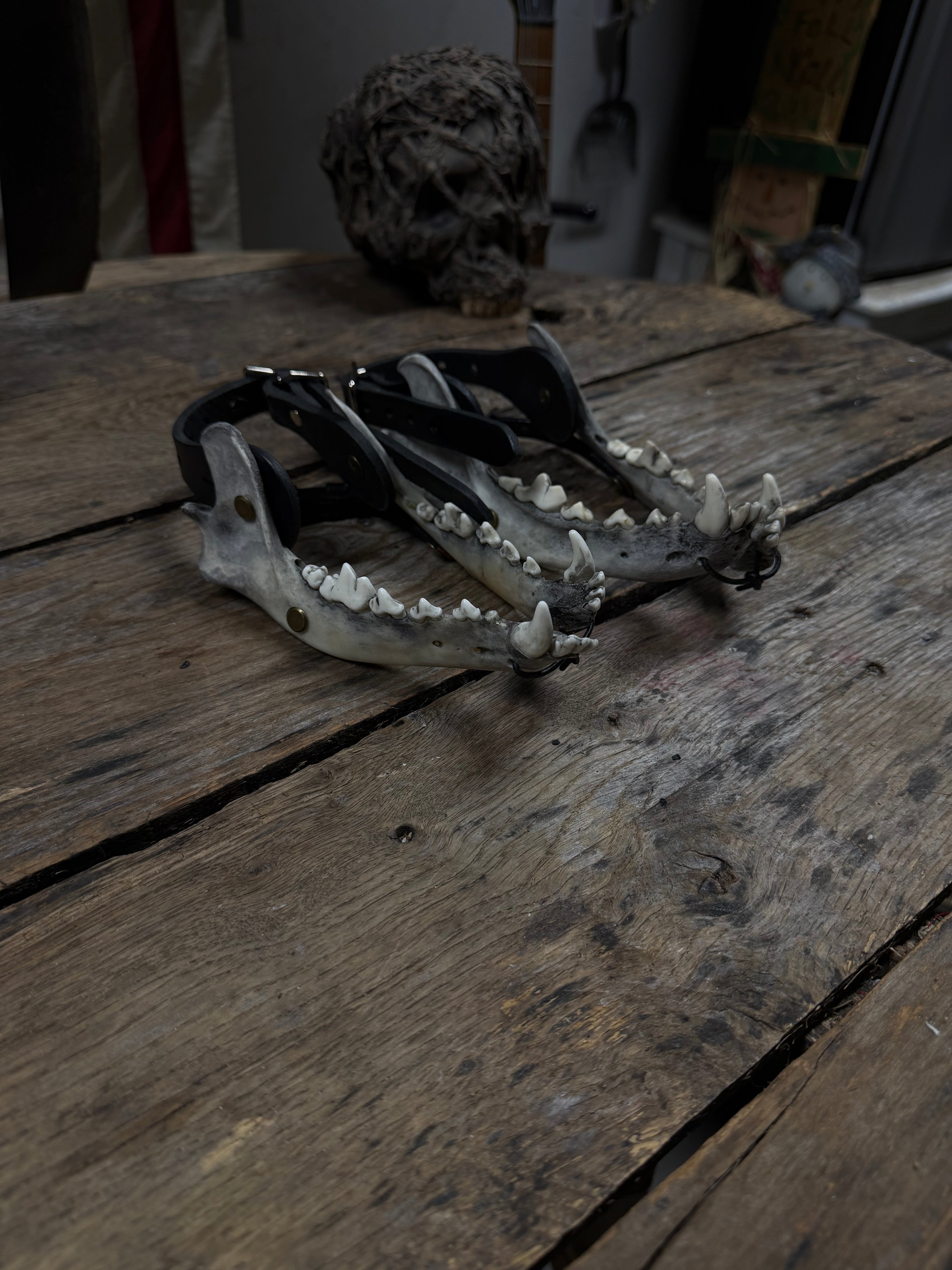 Larger Coyote Jawbone Spurs Pair