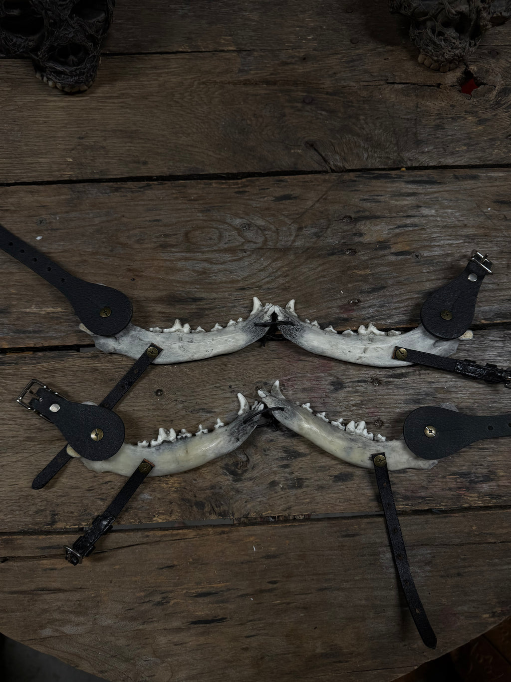 Larger Coyote Jawbone Spurs Pair