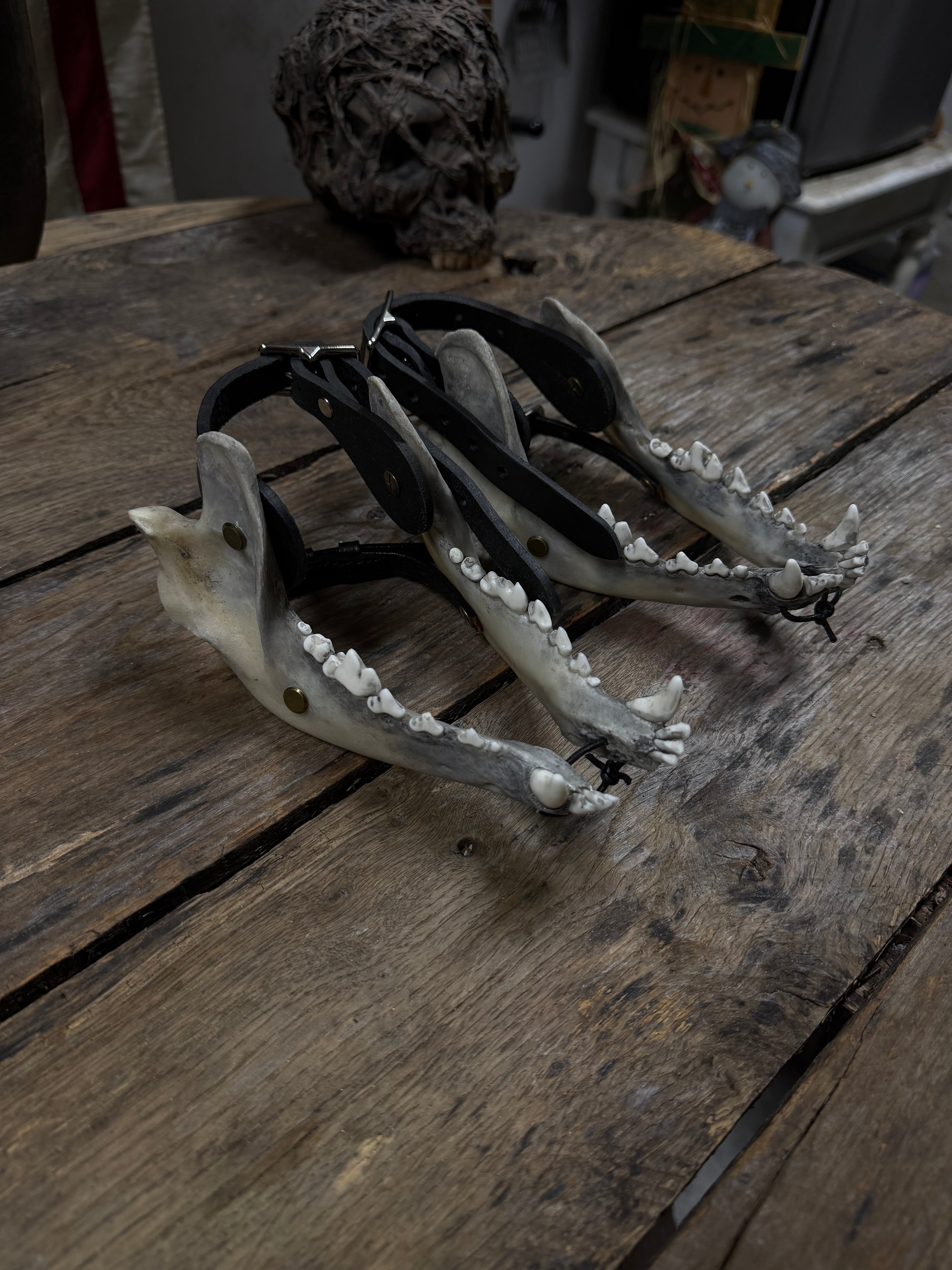 Larger Coyote Jawbone Spurs Pair