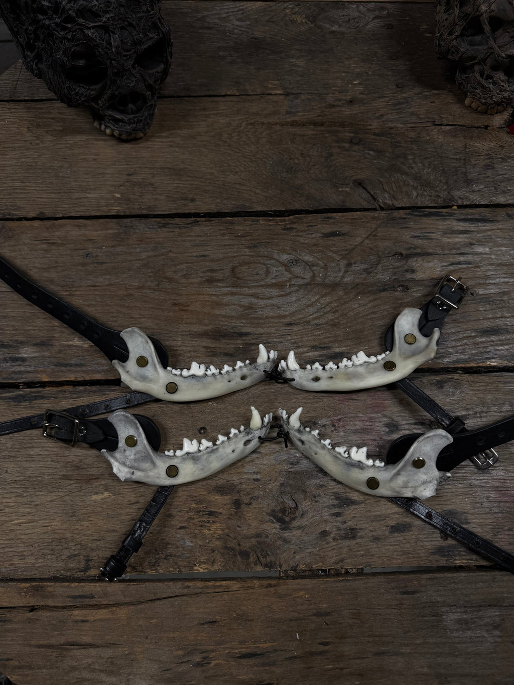Smaller Coyote Jawbone Spurs Pair