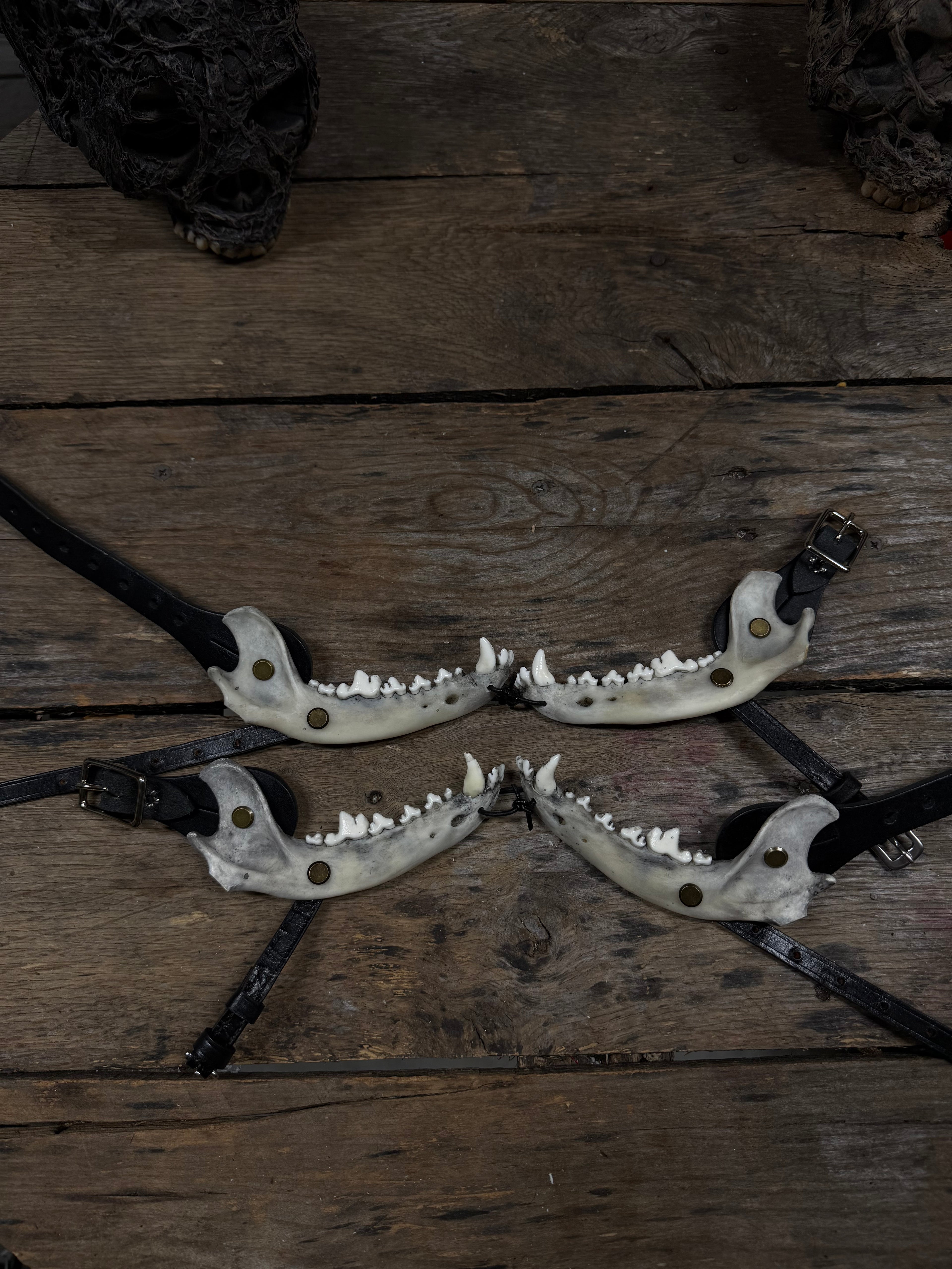 Smaller Coyote Jawbone Spurs Pair