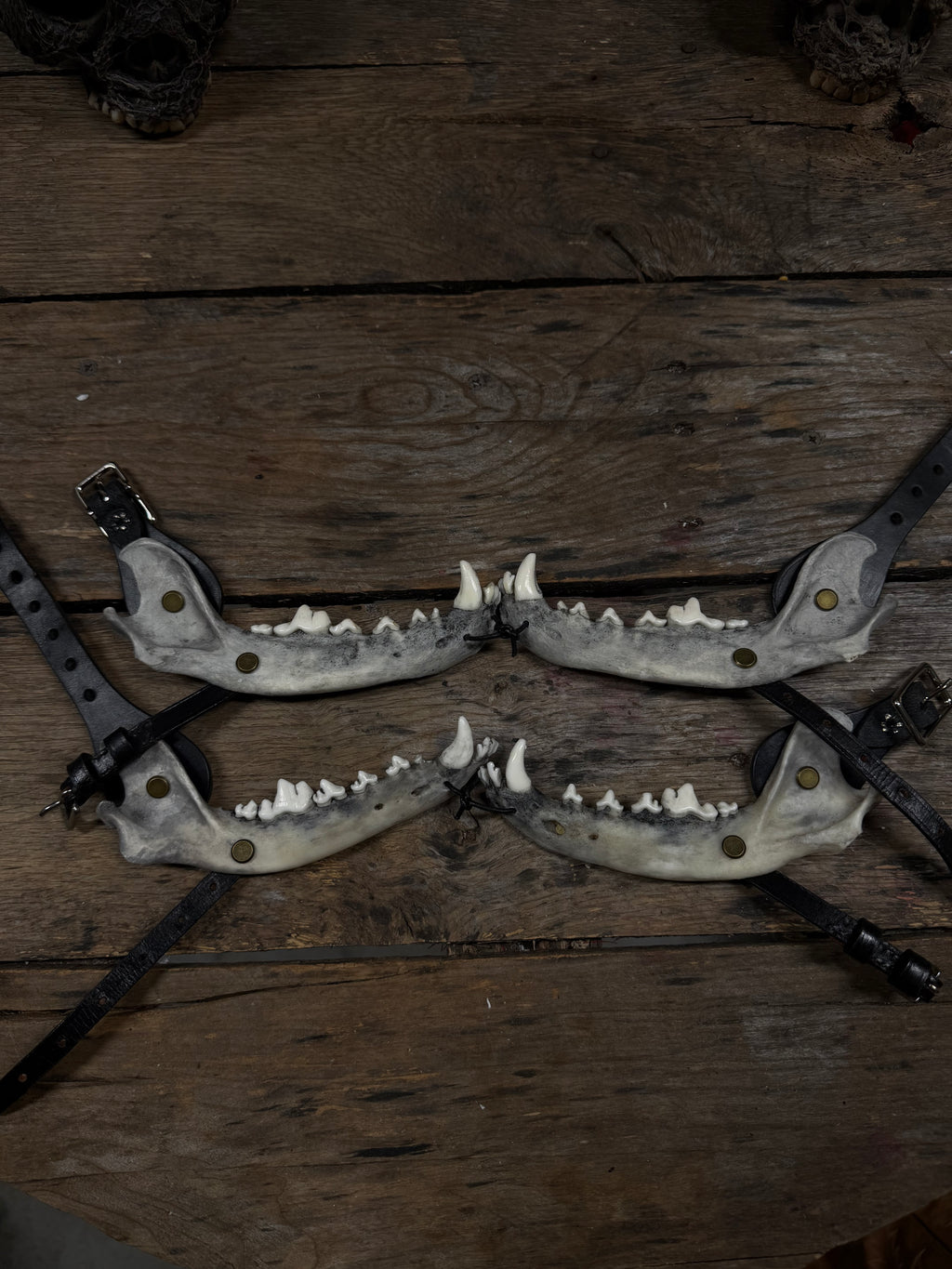 Larger Coyote Jawbone Spurs Pair