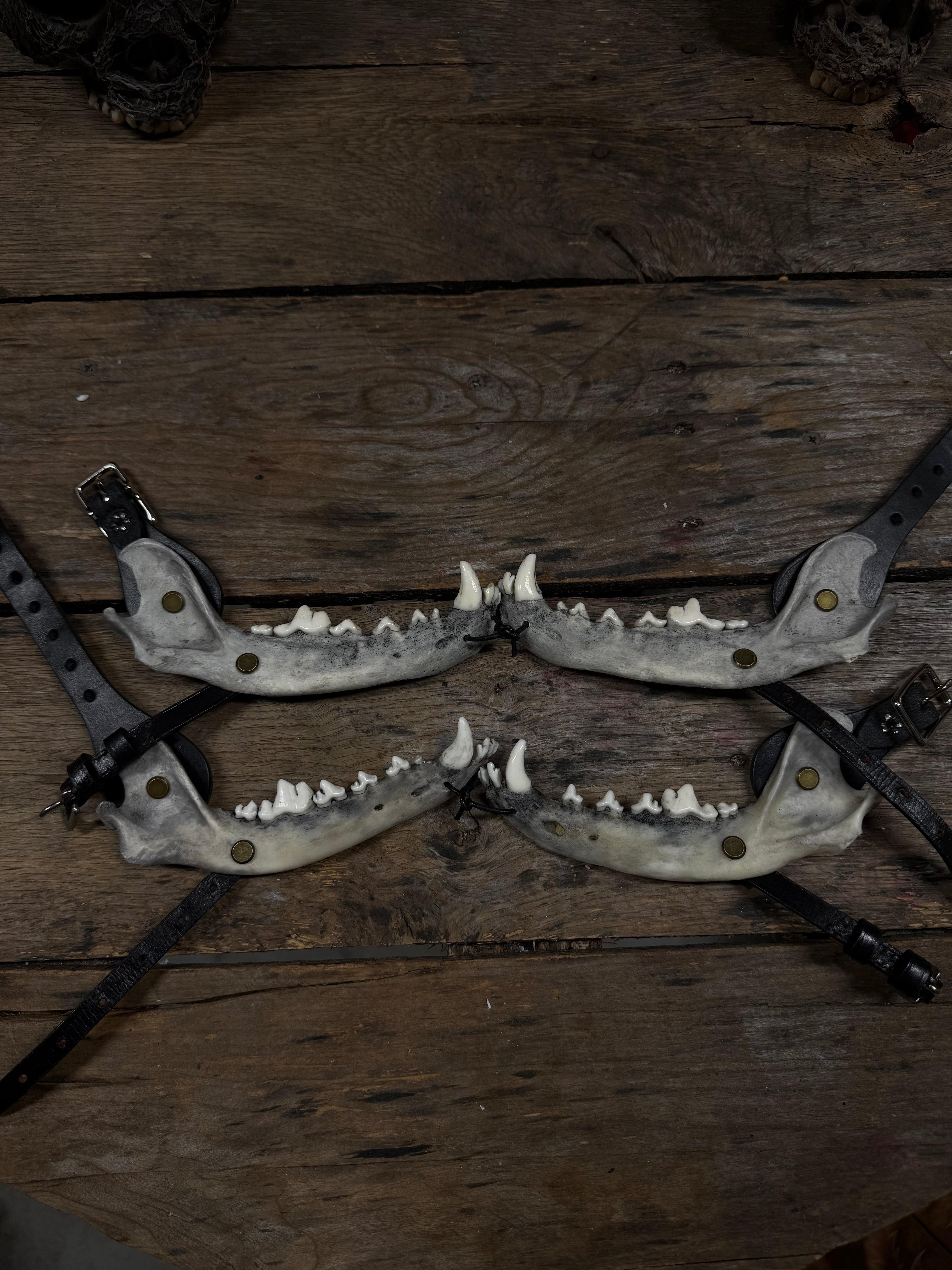 Larger Coyote Jawbone Spurs Pair