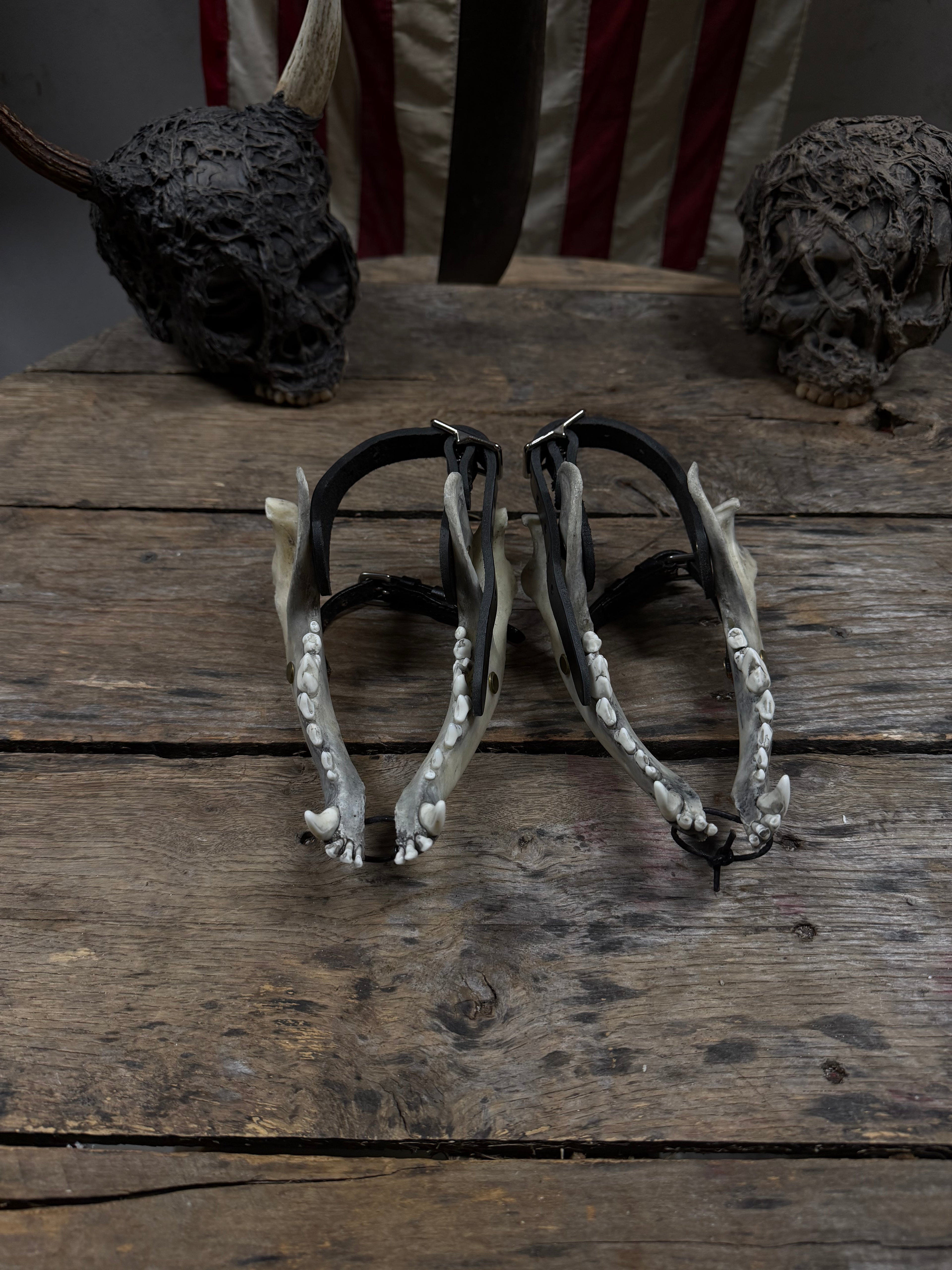 Larger Coyote Jawbone Spurs Pair