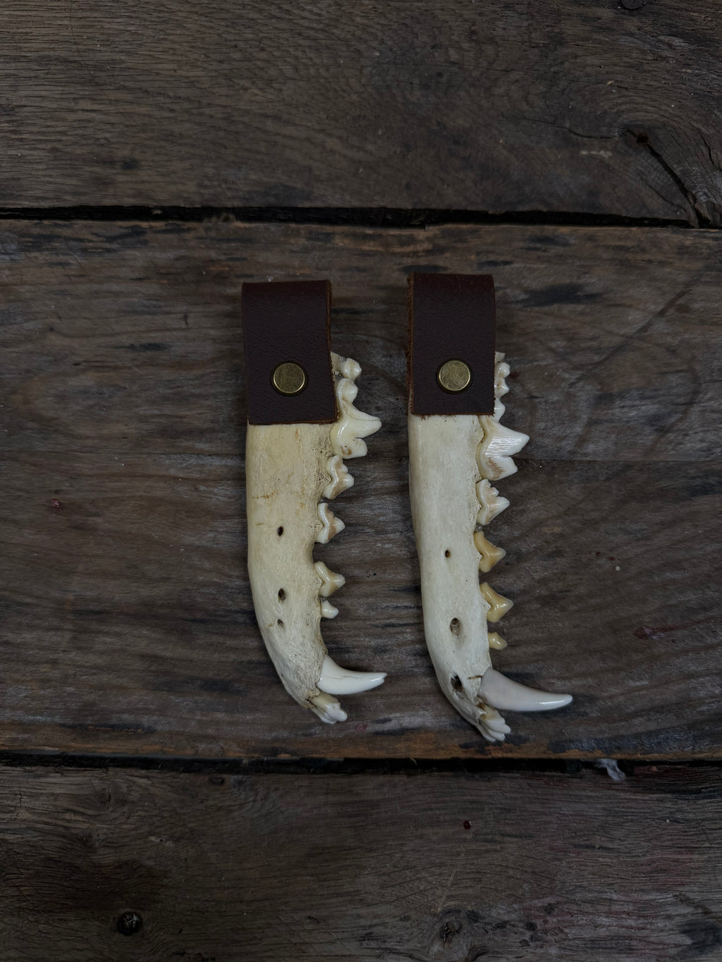 Coyote Jawbone Keychain