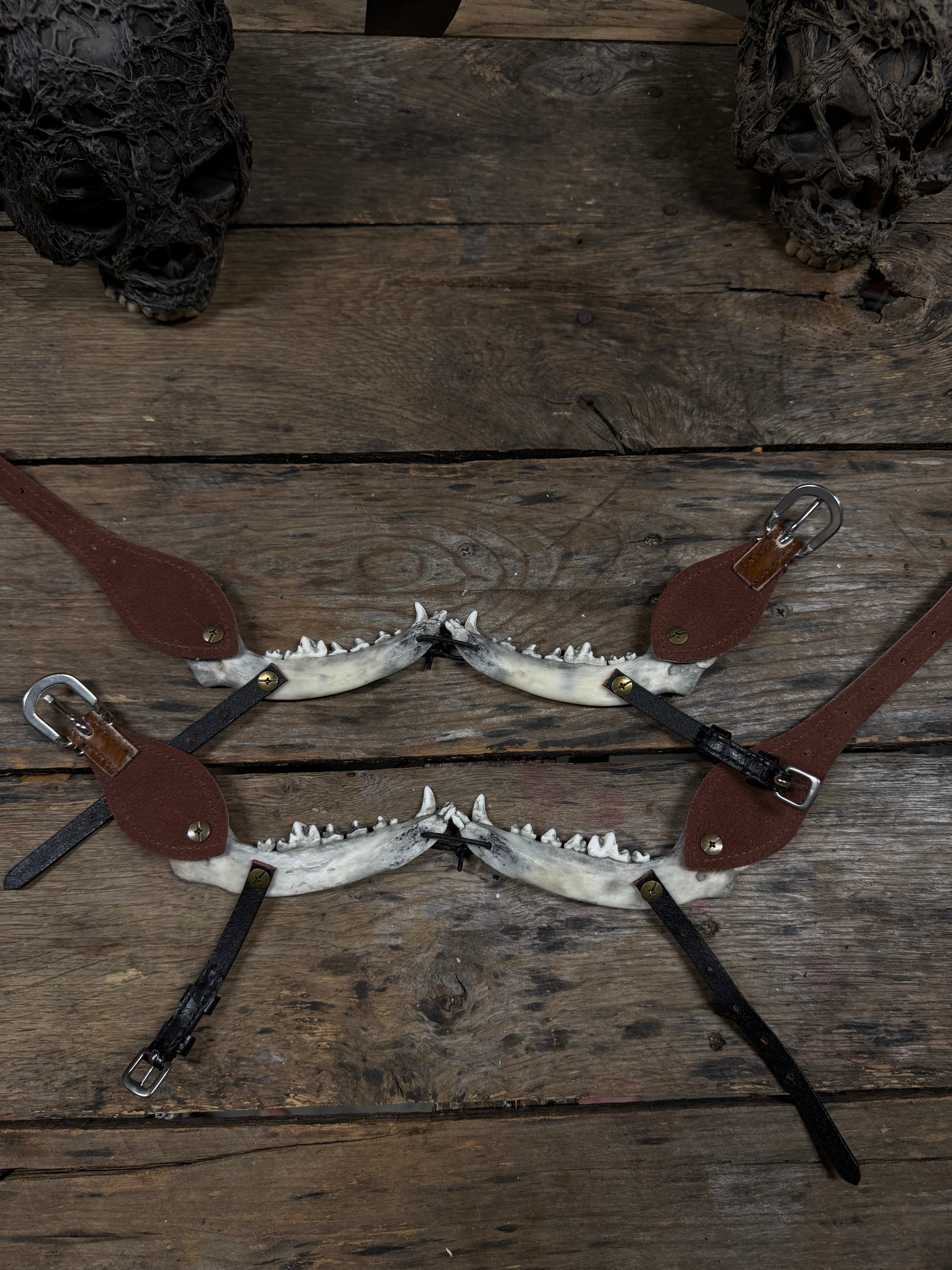 Smaller Coyote Jawbone Spurs Pair