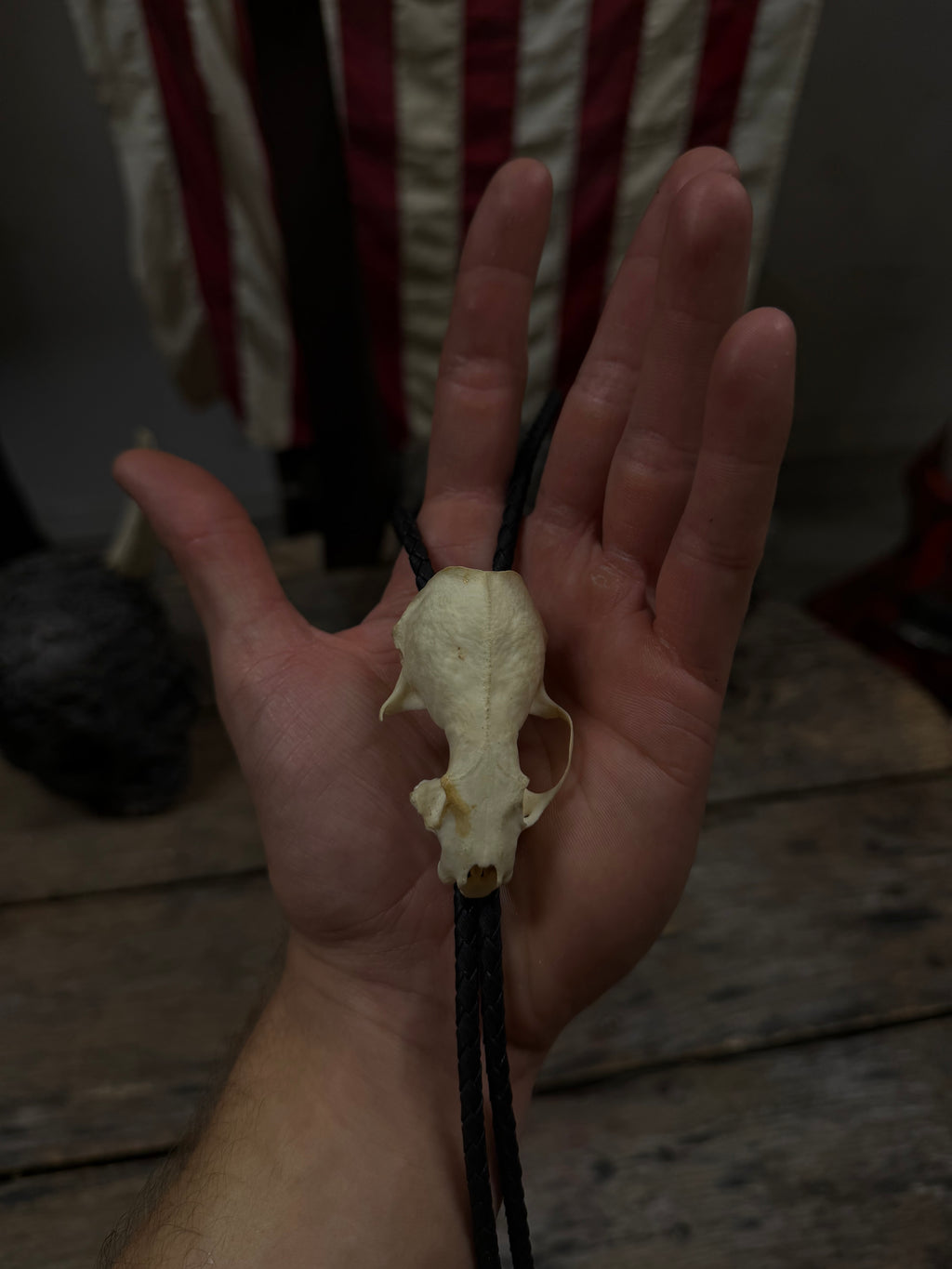 Mink skull bolo tie