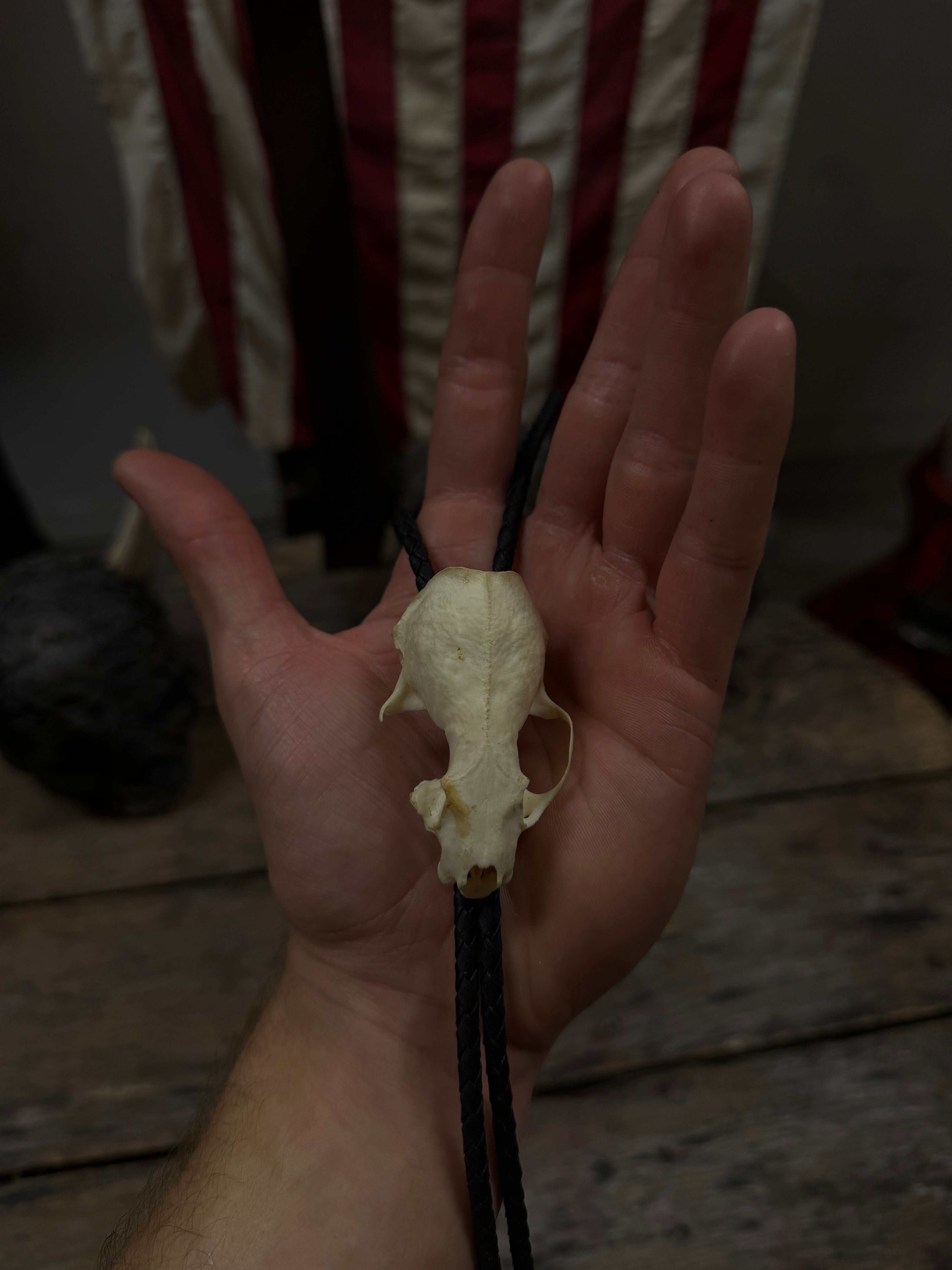 Mink skull bolo tie