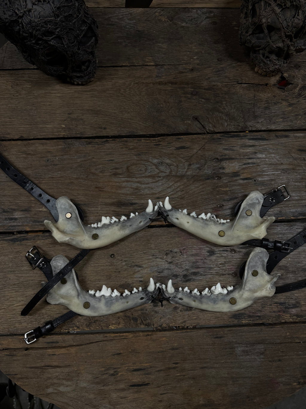 Larger Coyote Jawbone Spurs Pair