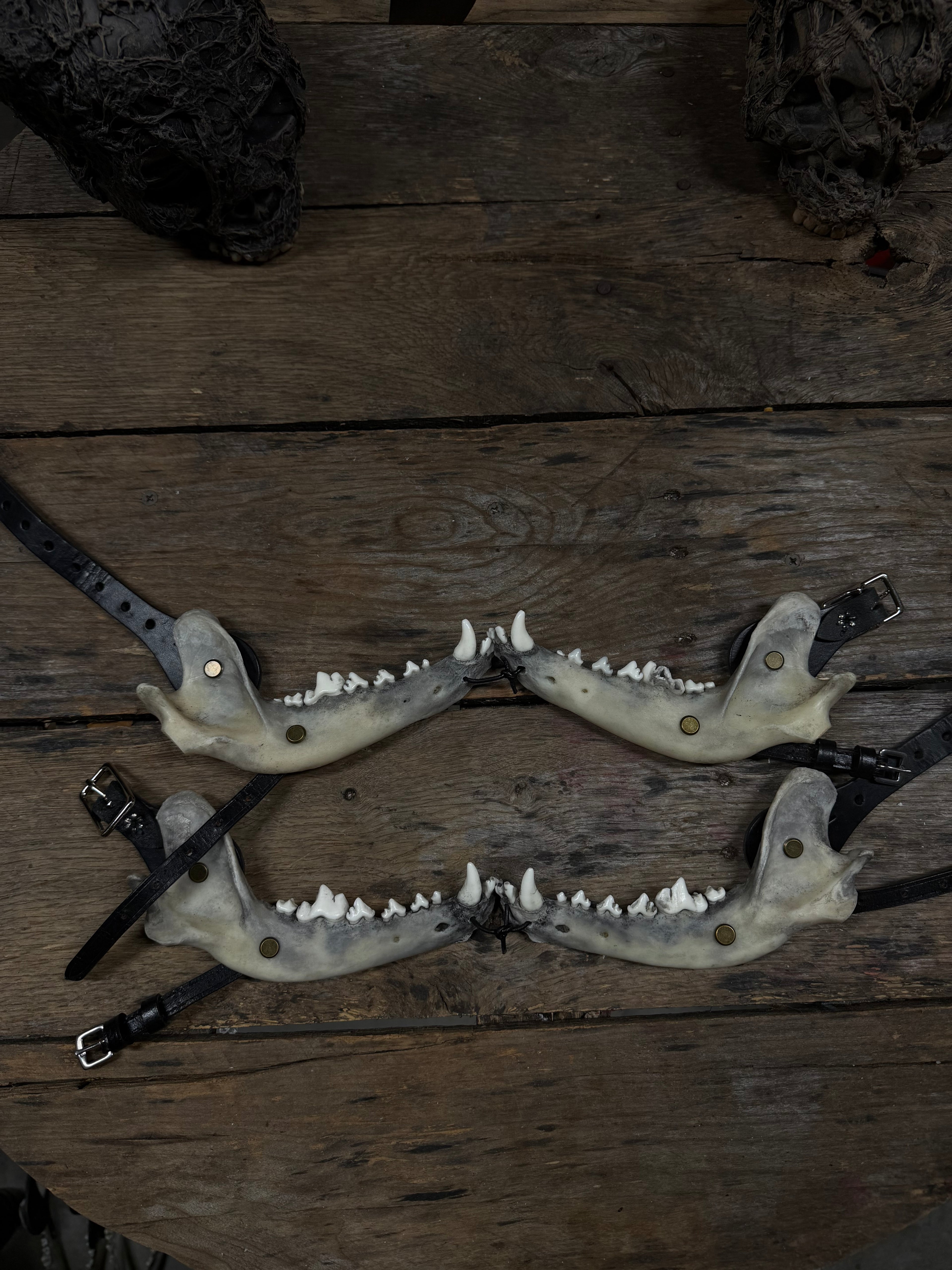 Larger Coyote Jawbone Spurs Pair
