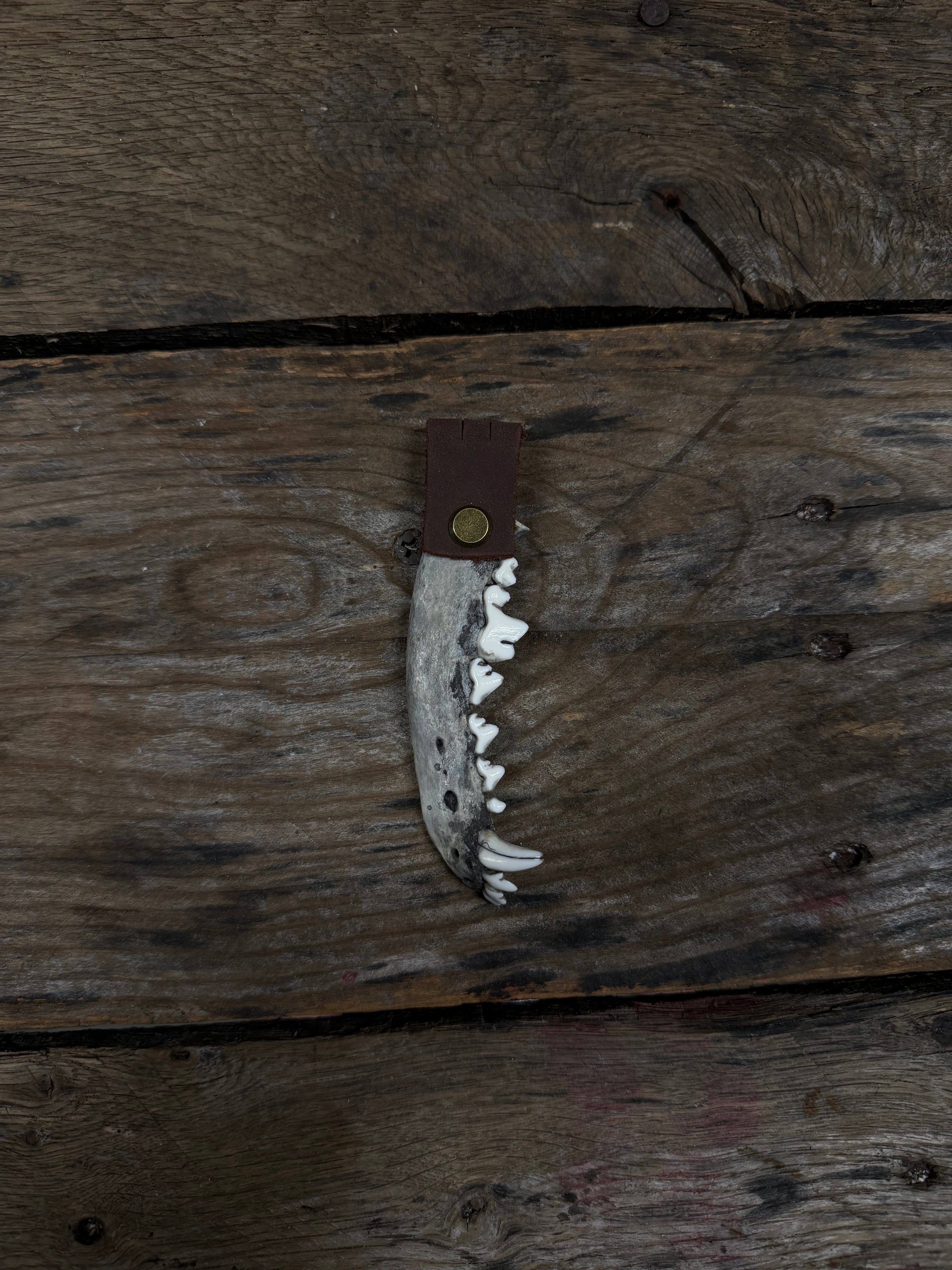 Coyote Jawbone keychain