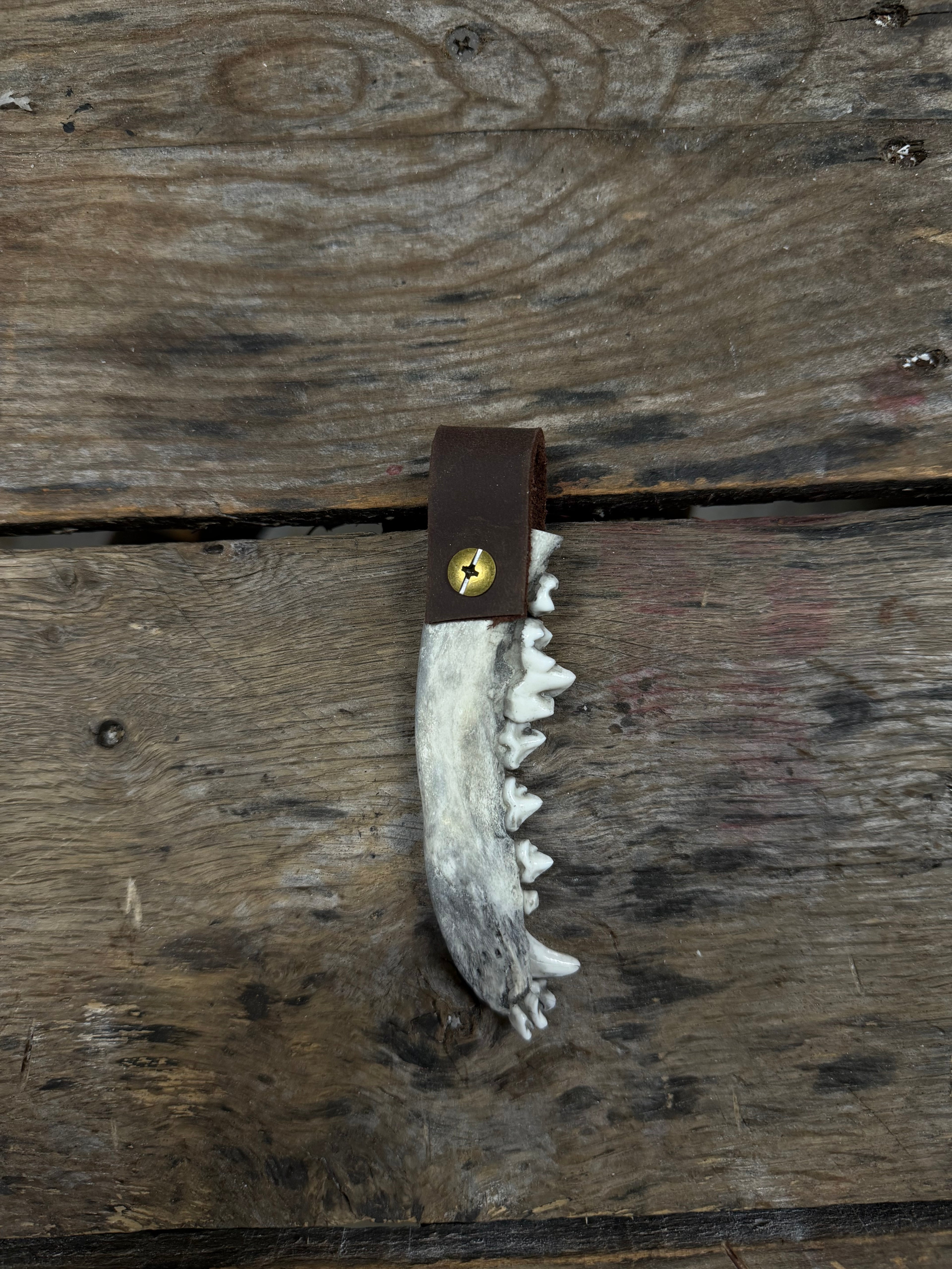 Coyote Jawbone keychain