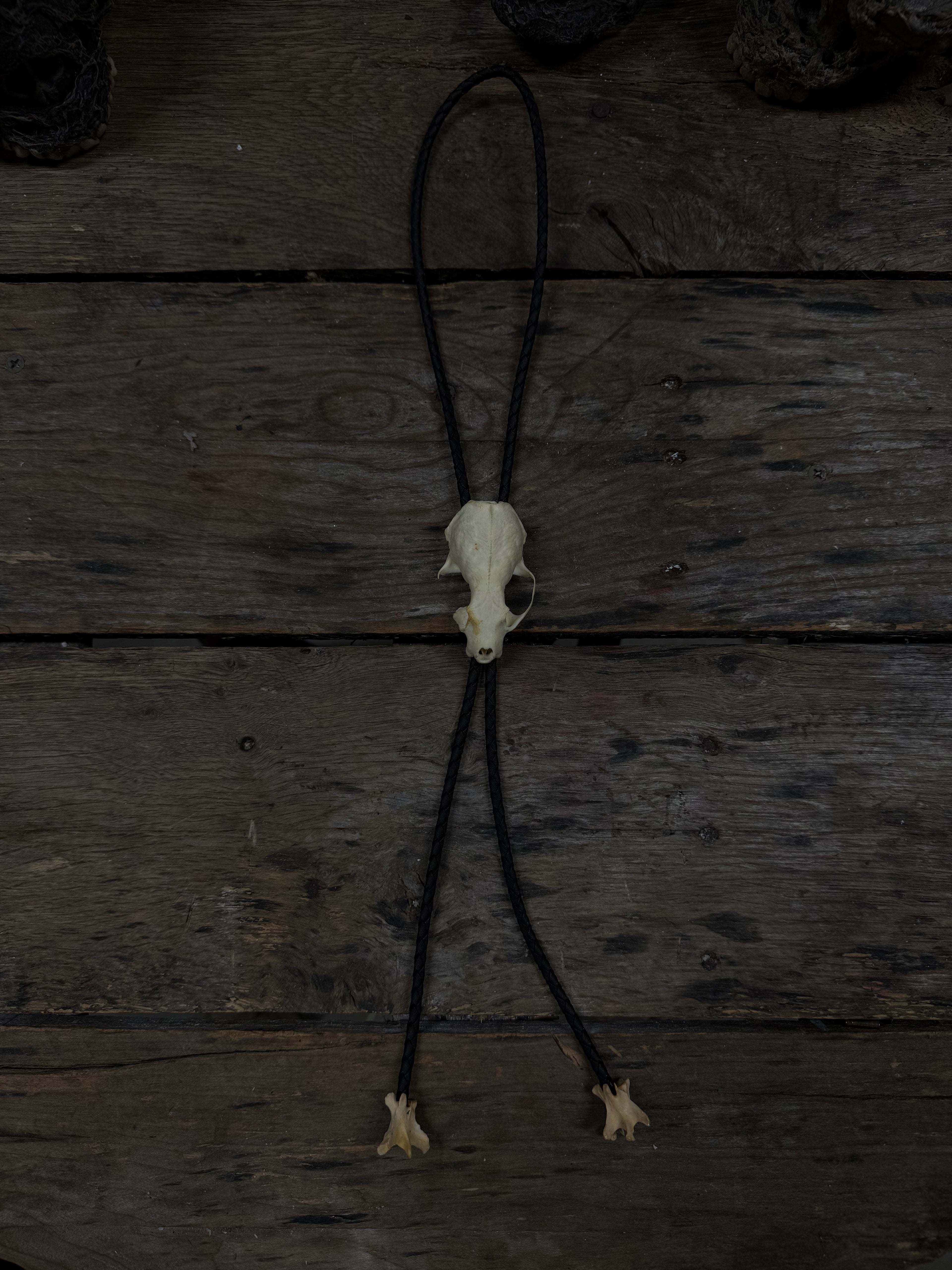 Mink skull bolo tie