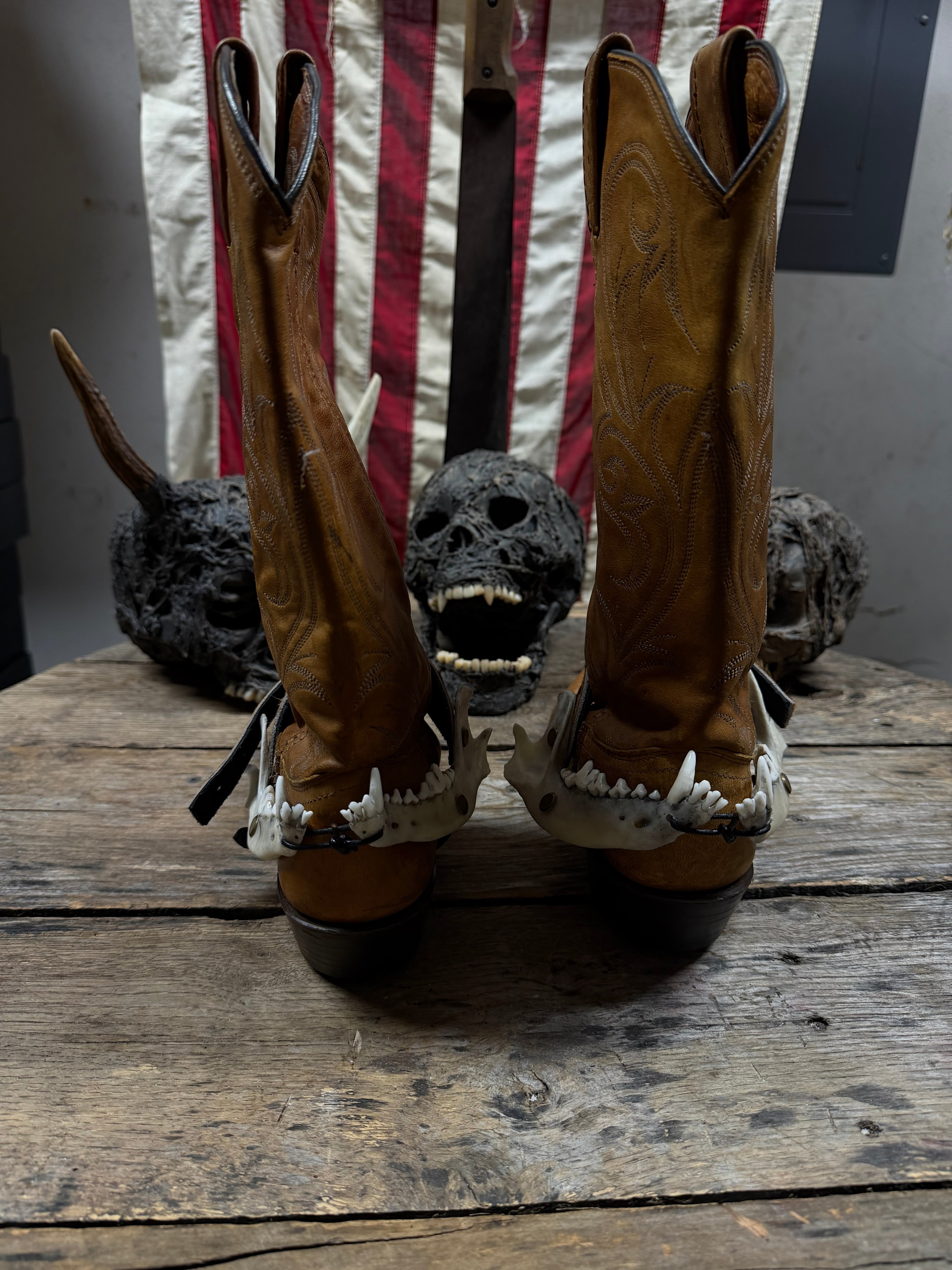Medium Coyote Jawbone Spurs Pair