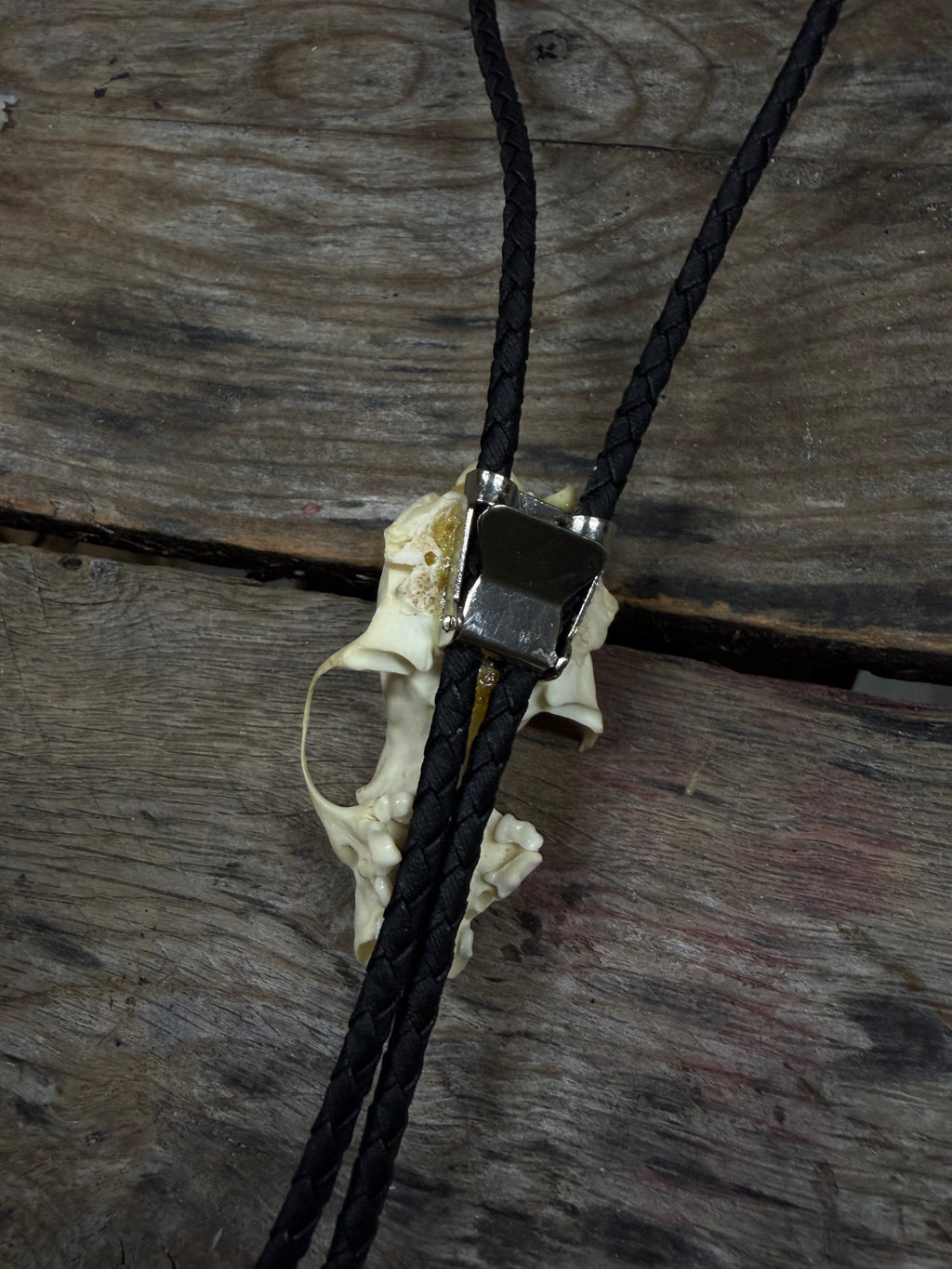 Mink skull bolo tie