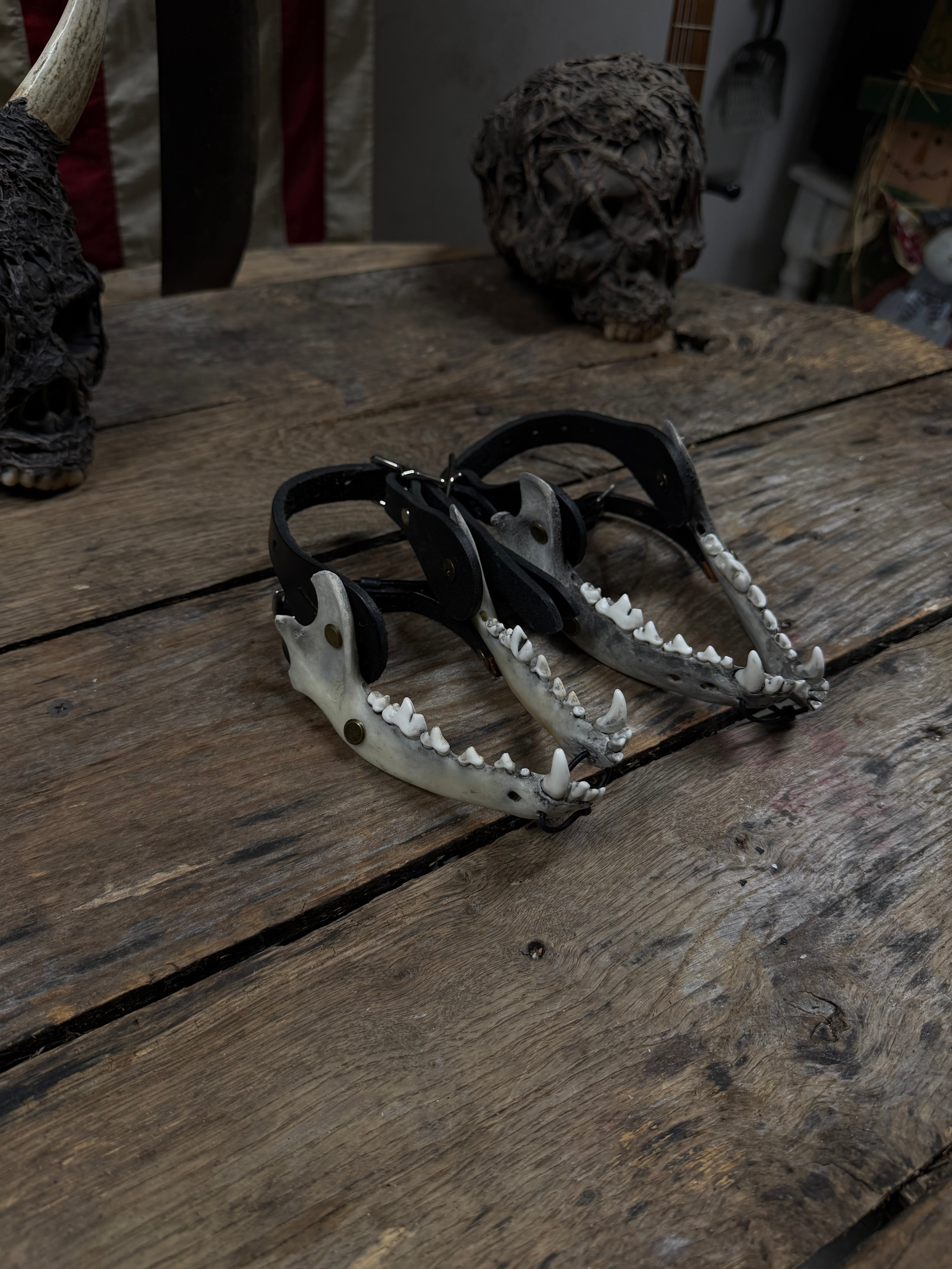 Medium Coyote Jawbone Spurs Pair