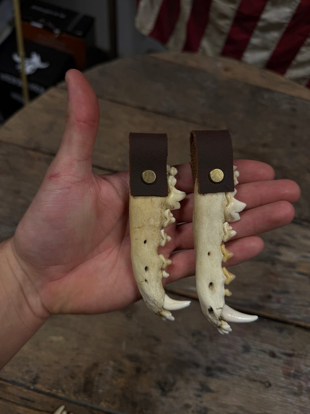 Coyote Jawbone Keychain