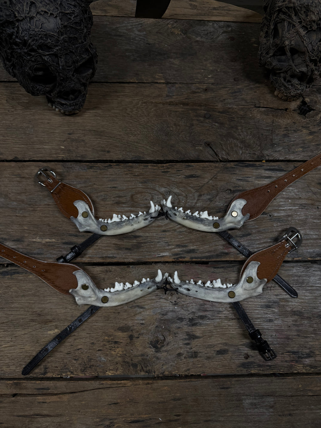 Smaller Coyote Jawbone Spurs Pair