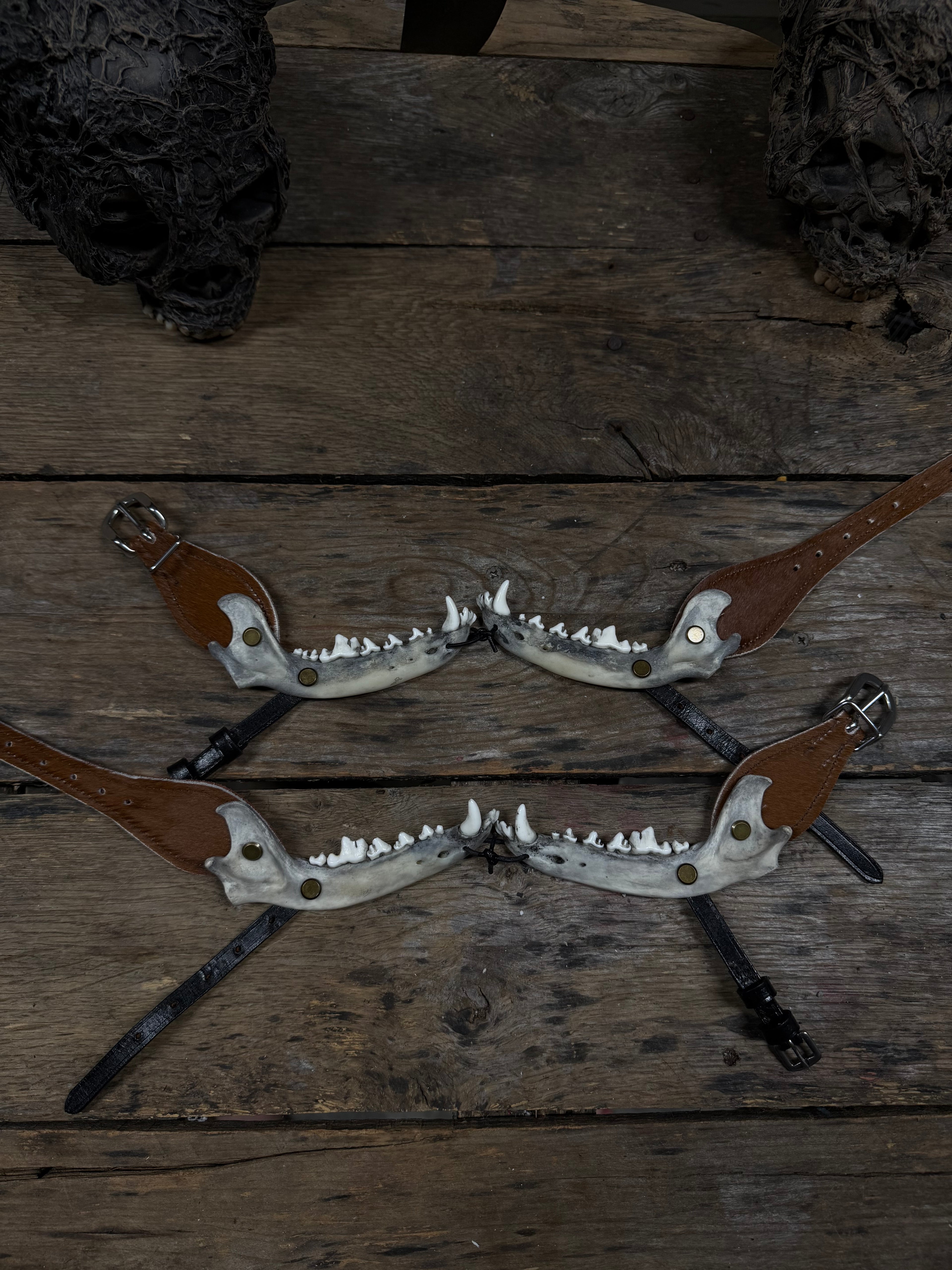 Smaller Coyote Jawbone Spurs Pair