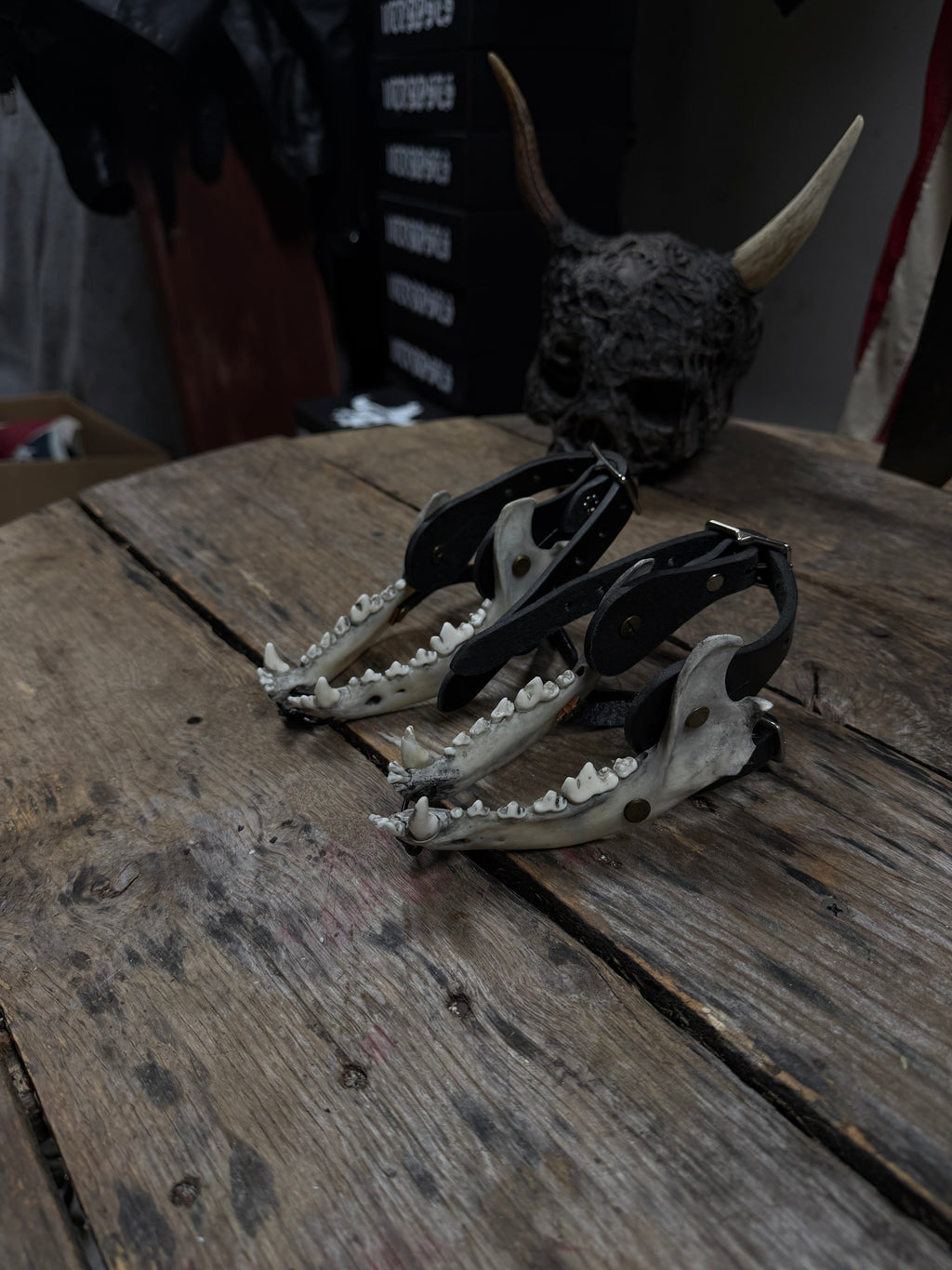 Smaller Coyote Jawbone Spurs Pair
