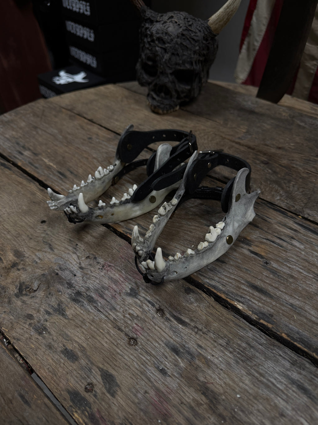 Larger Coyote Jawbone Spurs Pair
