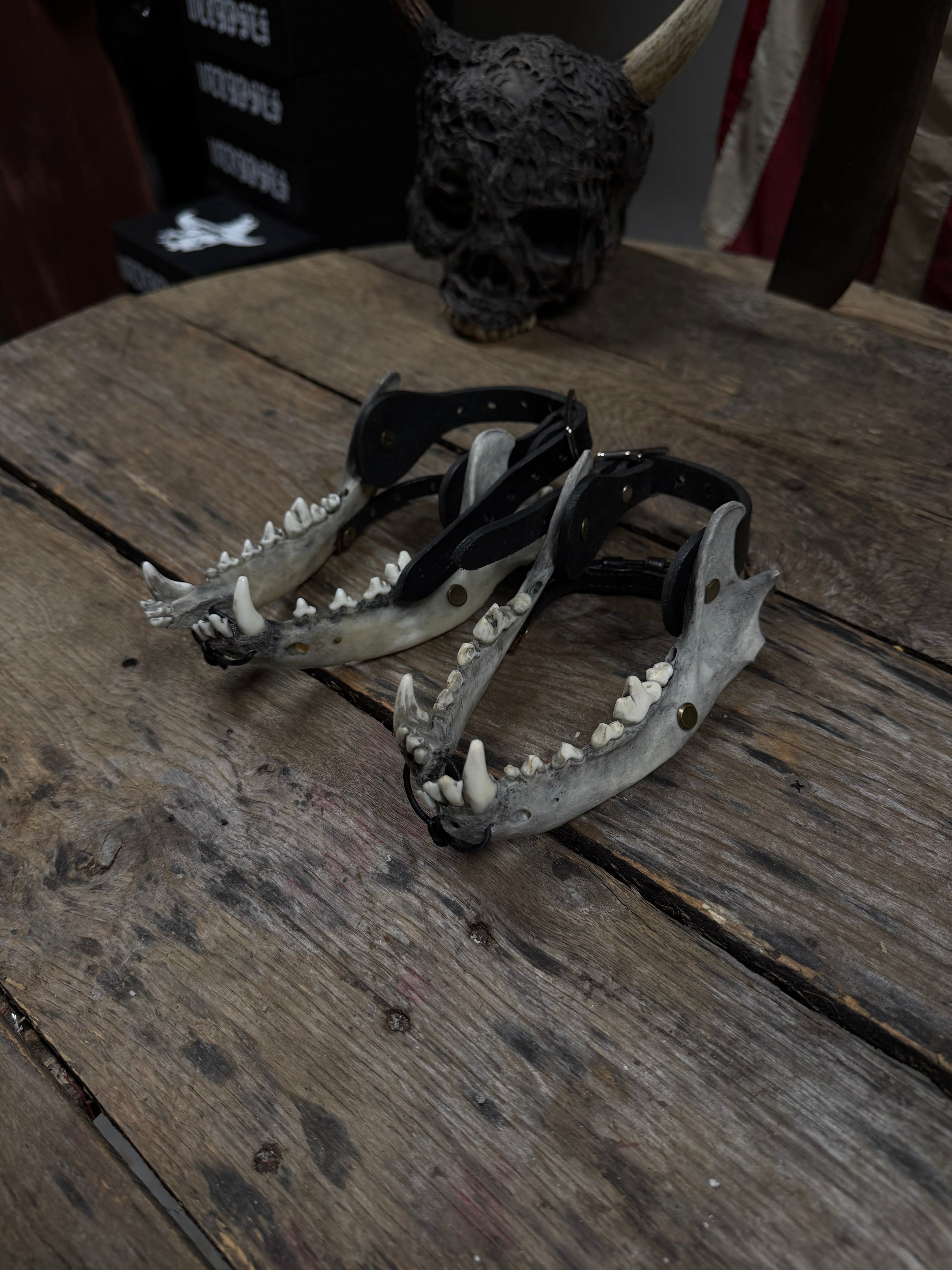 Larger Coyote Jawbone Spurs Pair